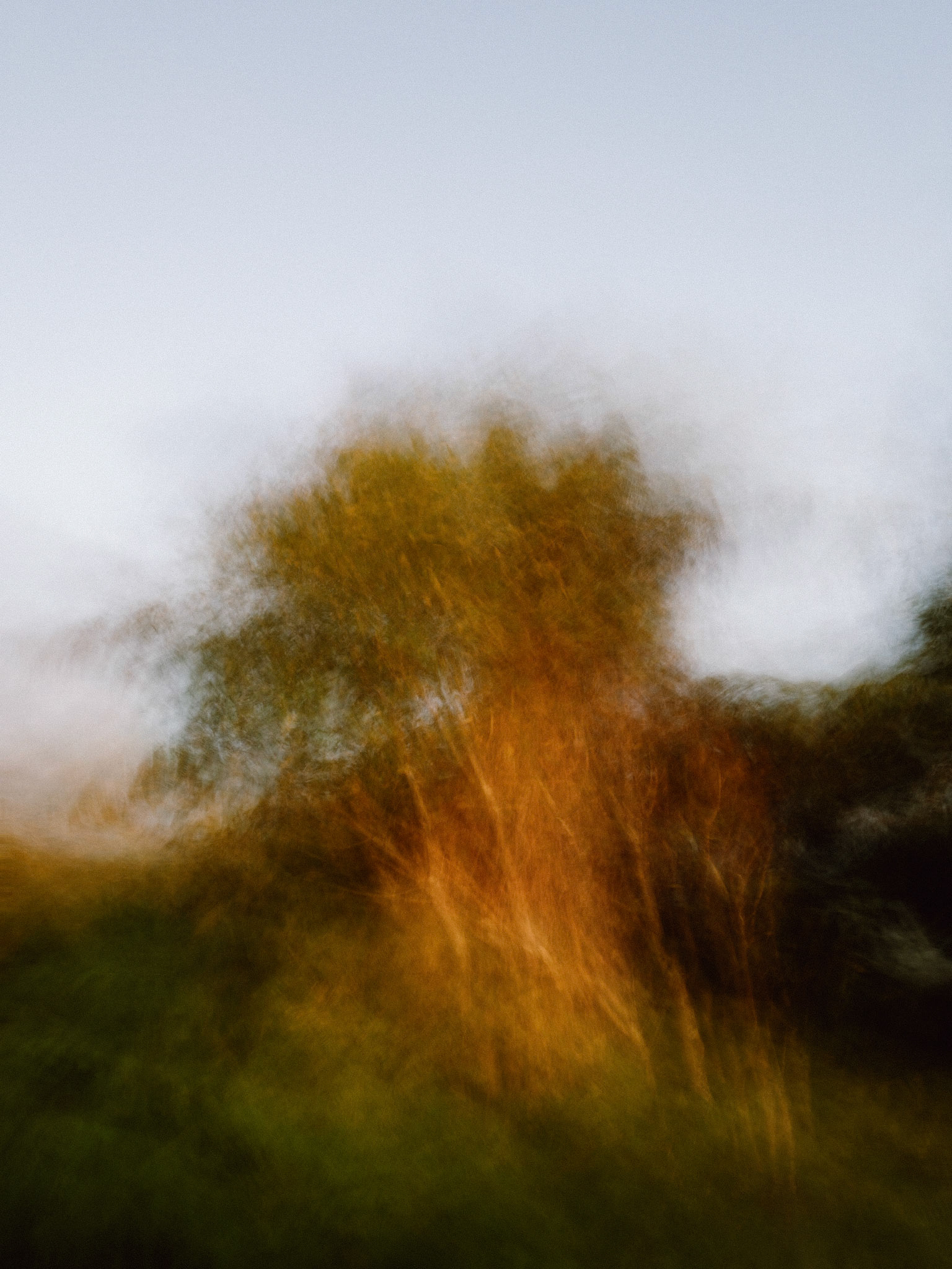 Wind Shakes Tree