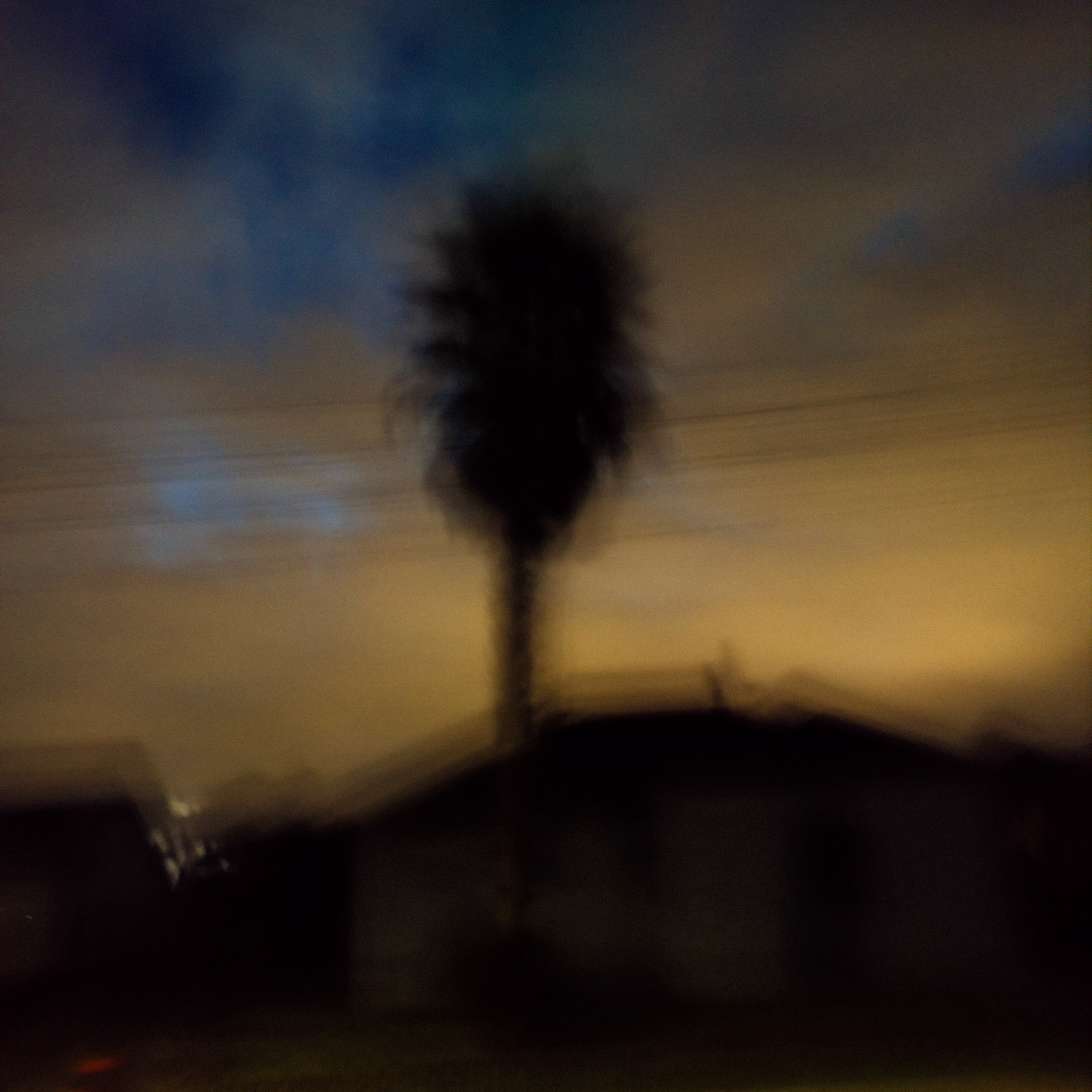 Palm Afterglow