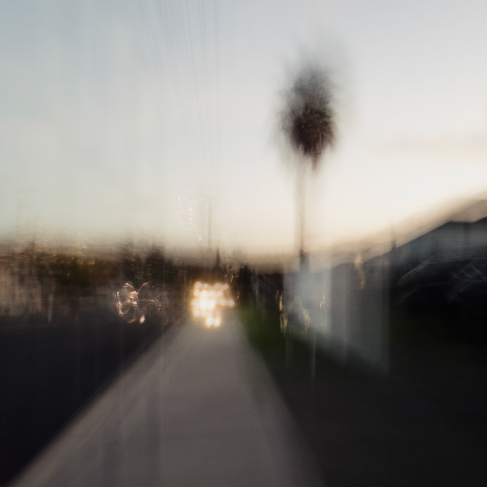 Palm Twlight