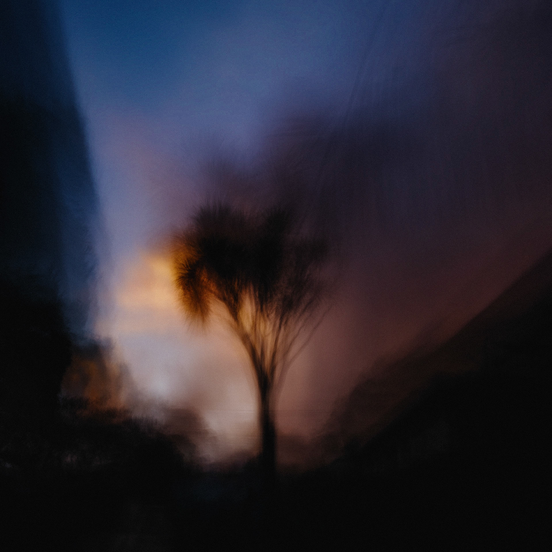 Smoke Tree