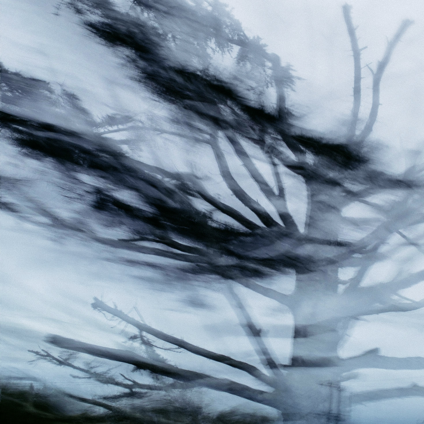 Ghost Pine