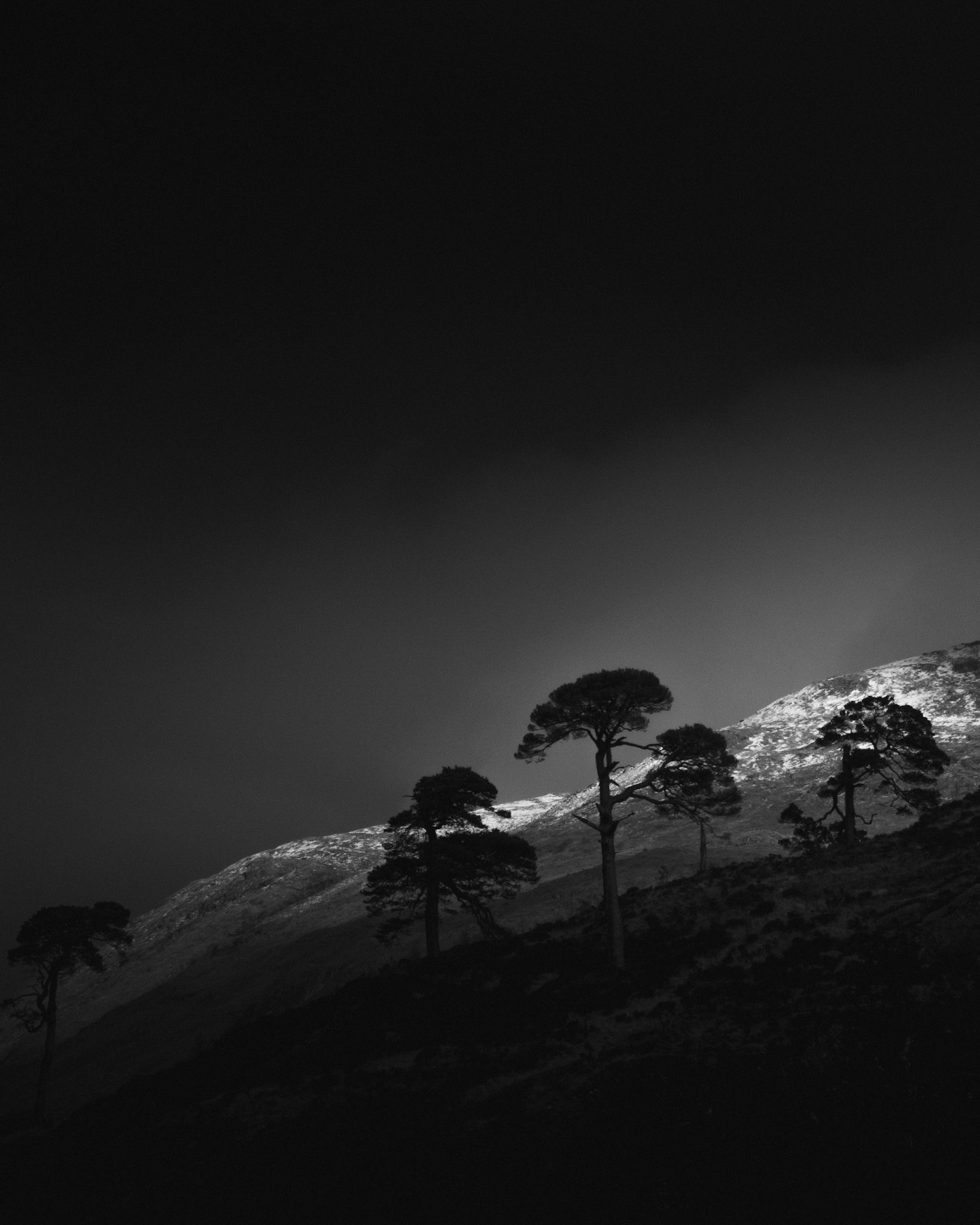 Caledonian Pines, Crainlarich ~ 4:23pm Sun 19th Feb 2006