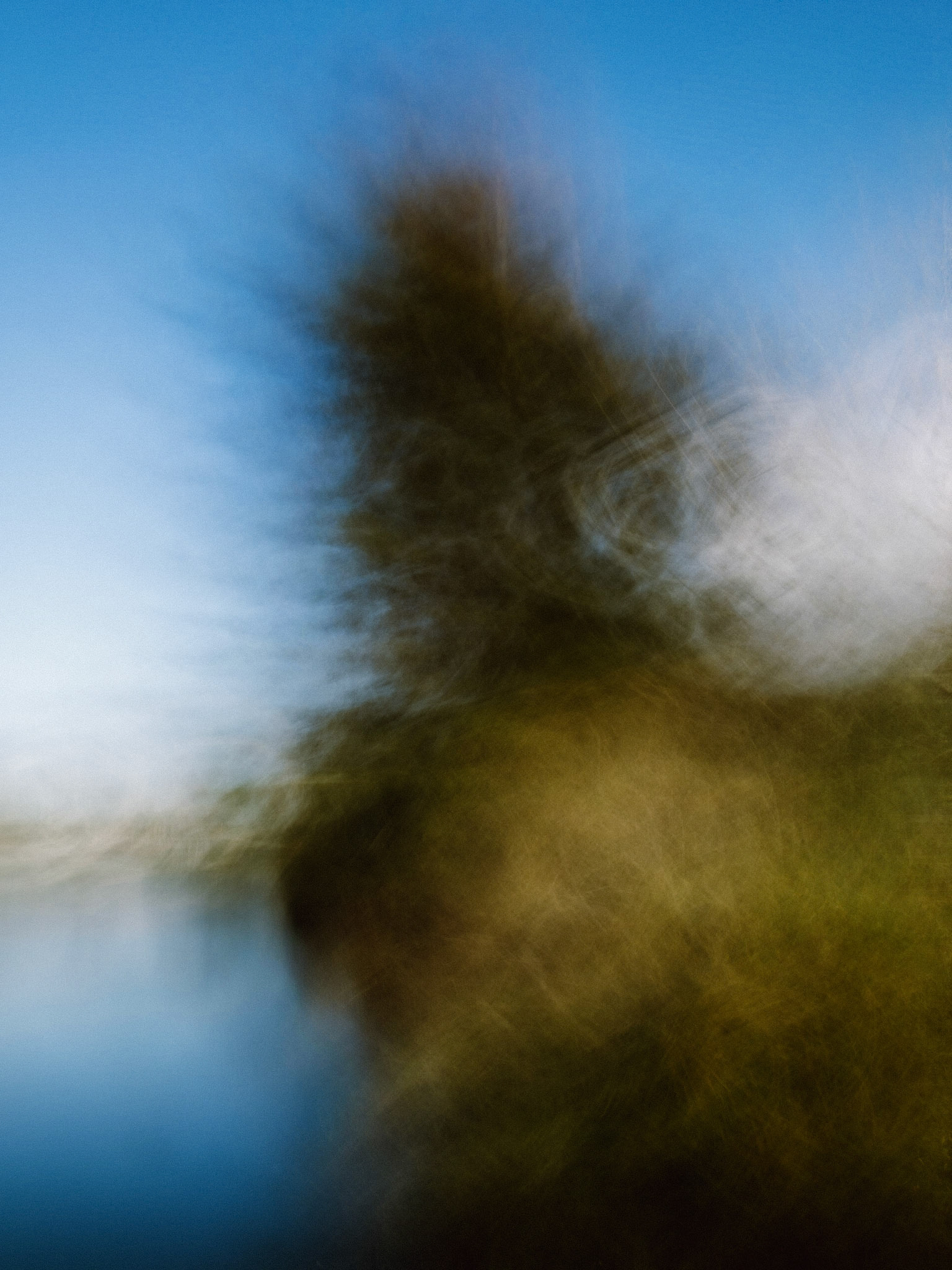 Tree Over Water