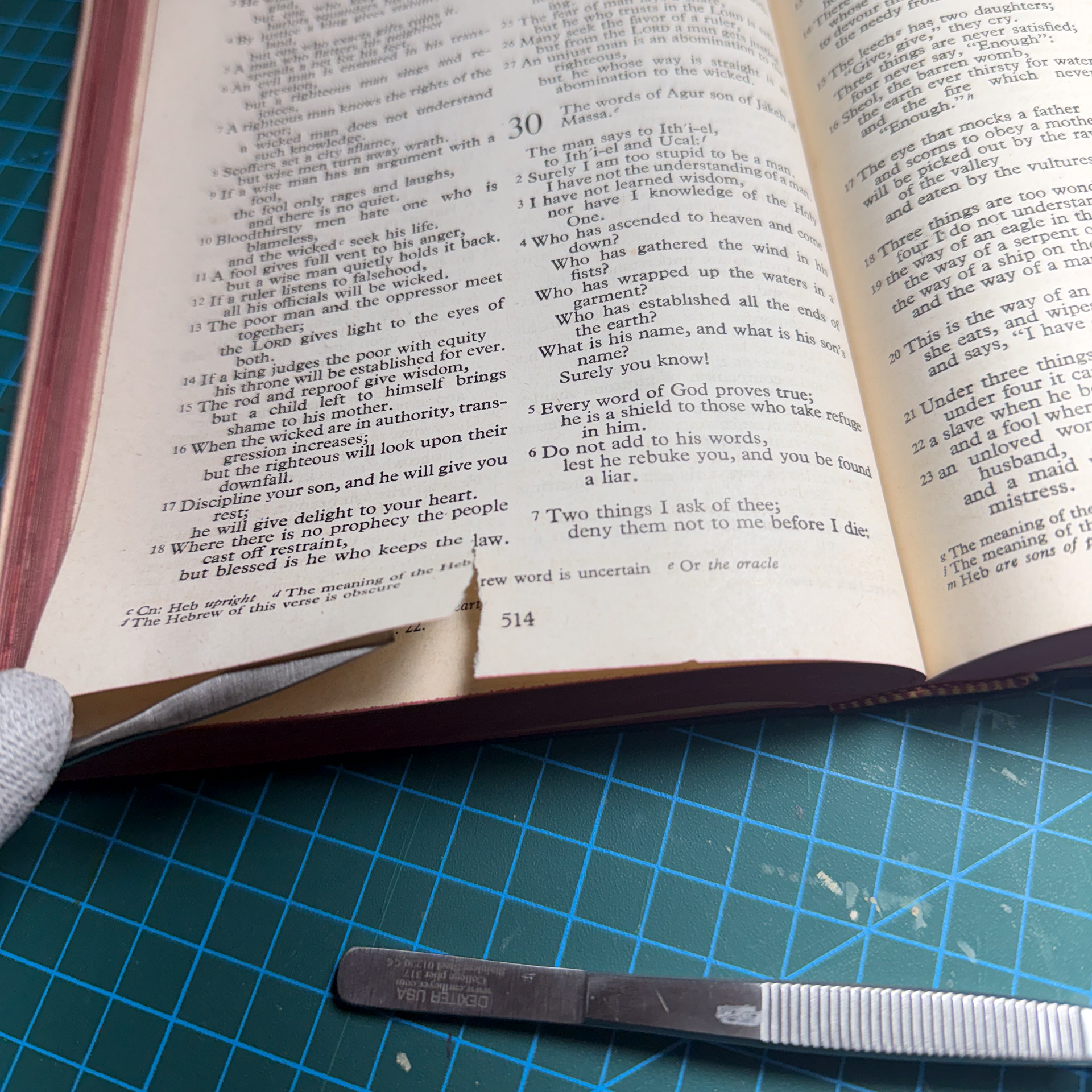 Se localizaron algunas rasgaduras en algunas de las hojas.