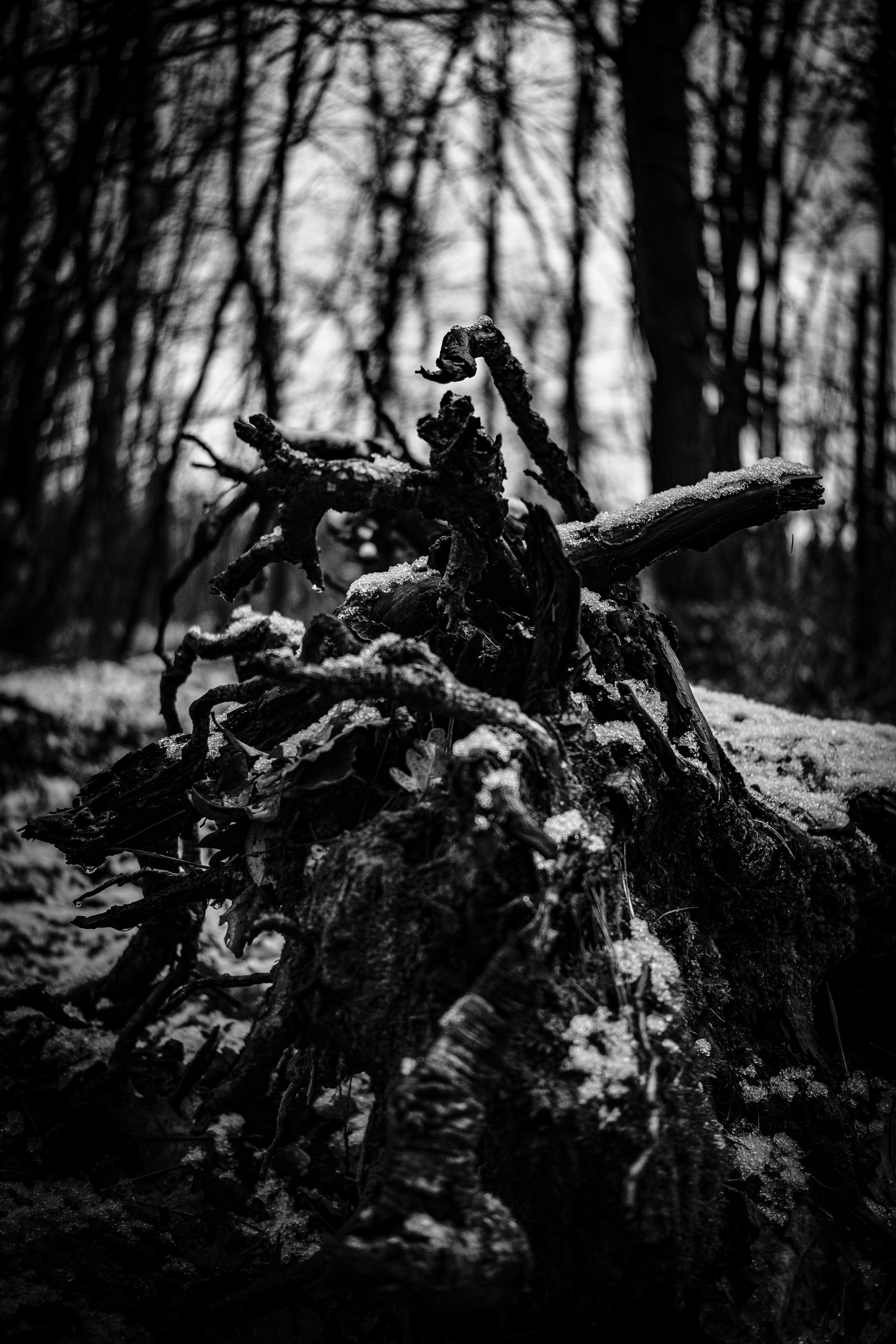 . . .  𝕻𝖔𝖎𝖘𝖔𝖓  . . .