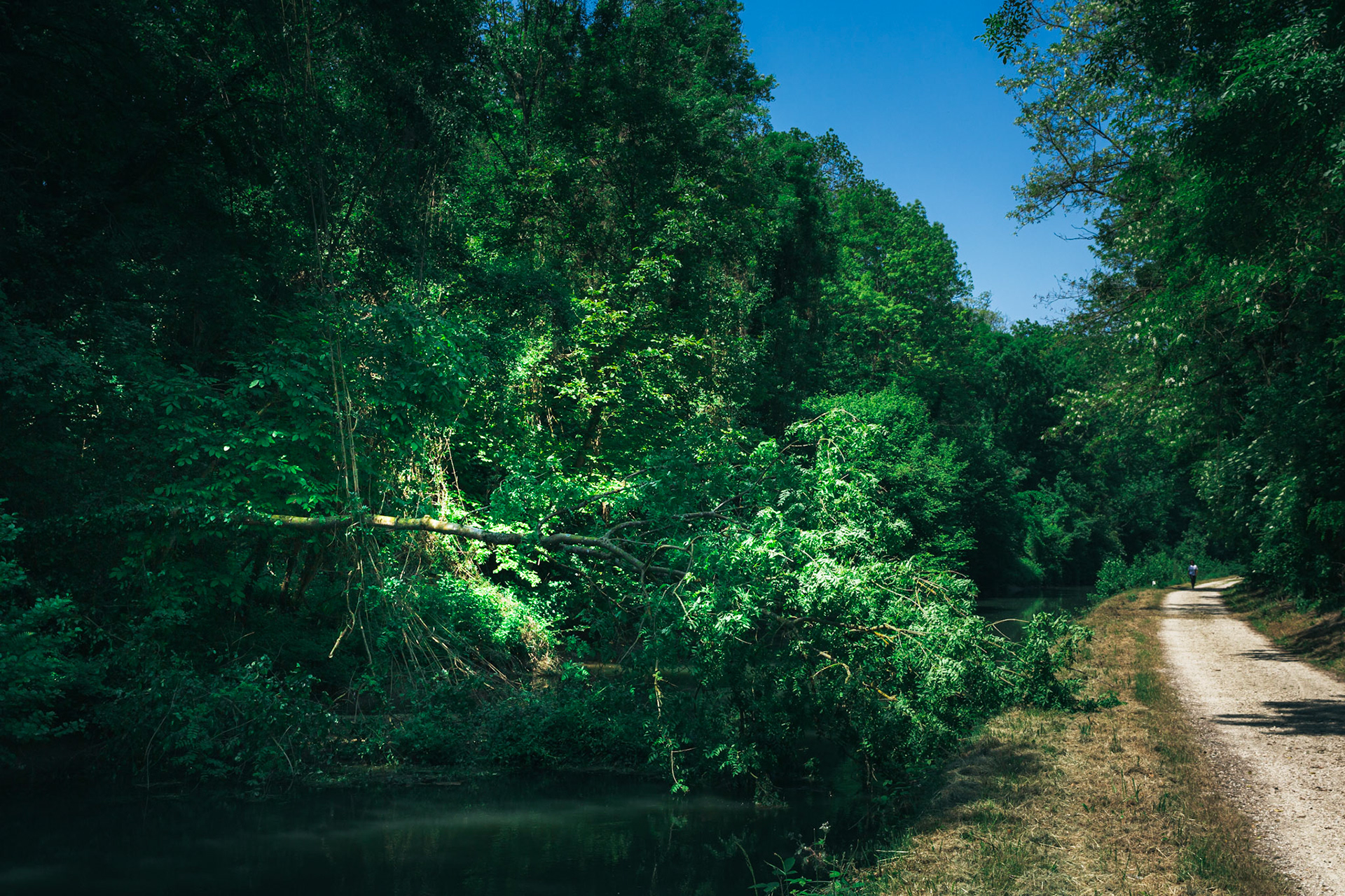 Arbre déraciné, couché d'une rive à l'autre.