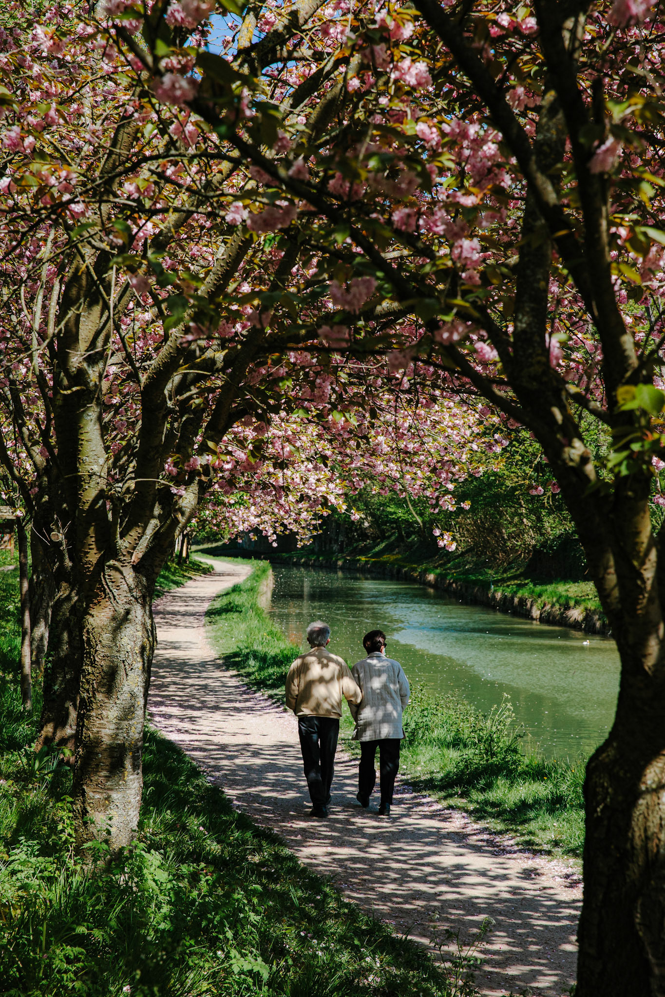 Petite marche à l’ombre des cerisiers le long du canal de l’Ourcq à Claye-Souilly.