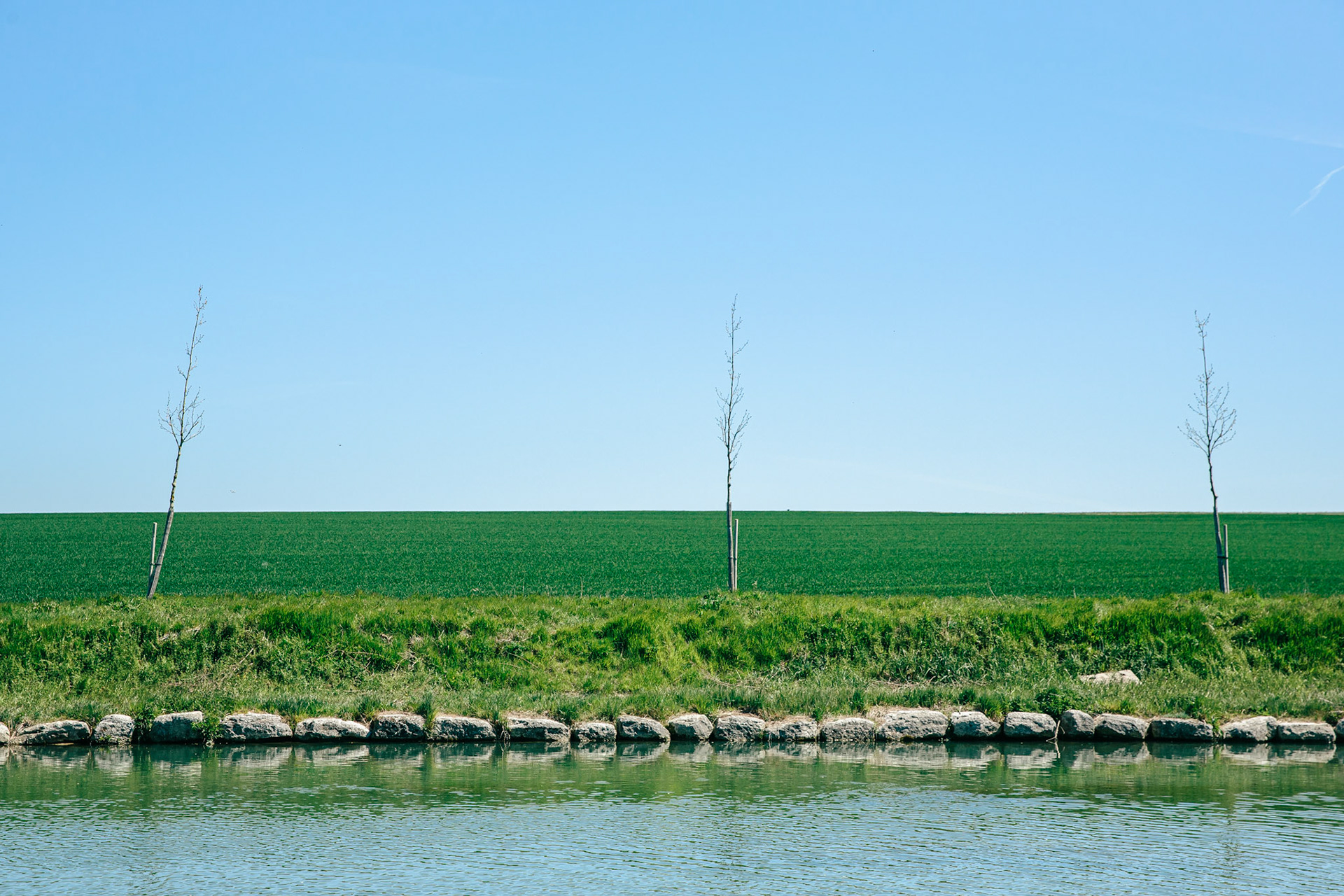 Les arbres soigneusement alignés le long du canal de l’Ourcq font l’objet de toutes les attentions.