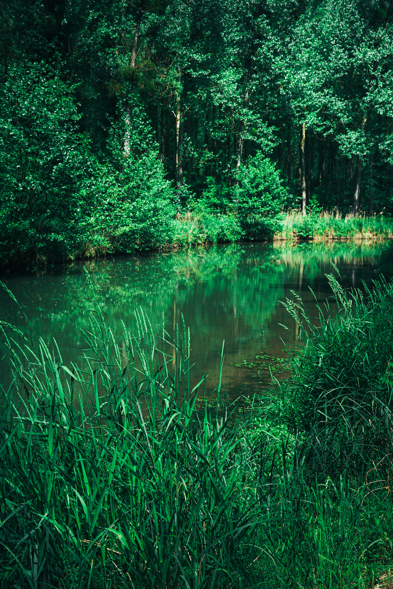 Des hautes herbes qui estompent la rive, rendant mystérieux, impénétrable ce lieu sans mouvement.