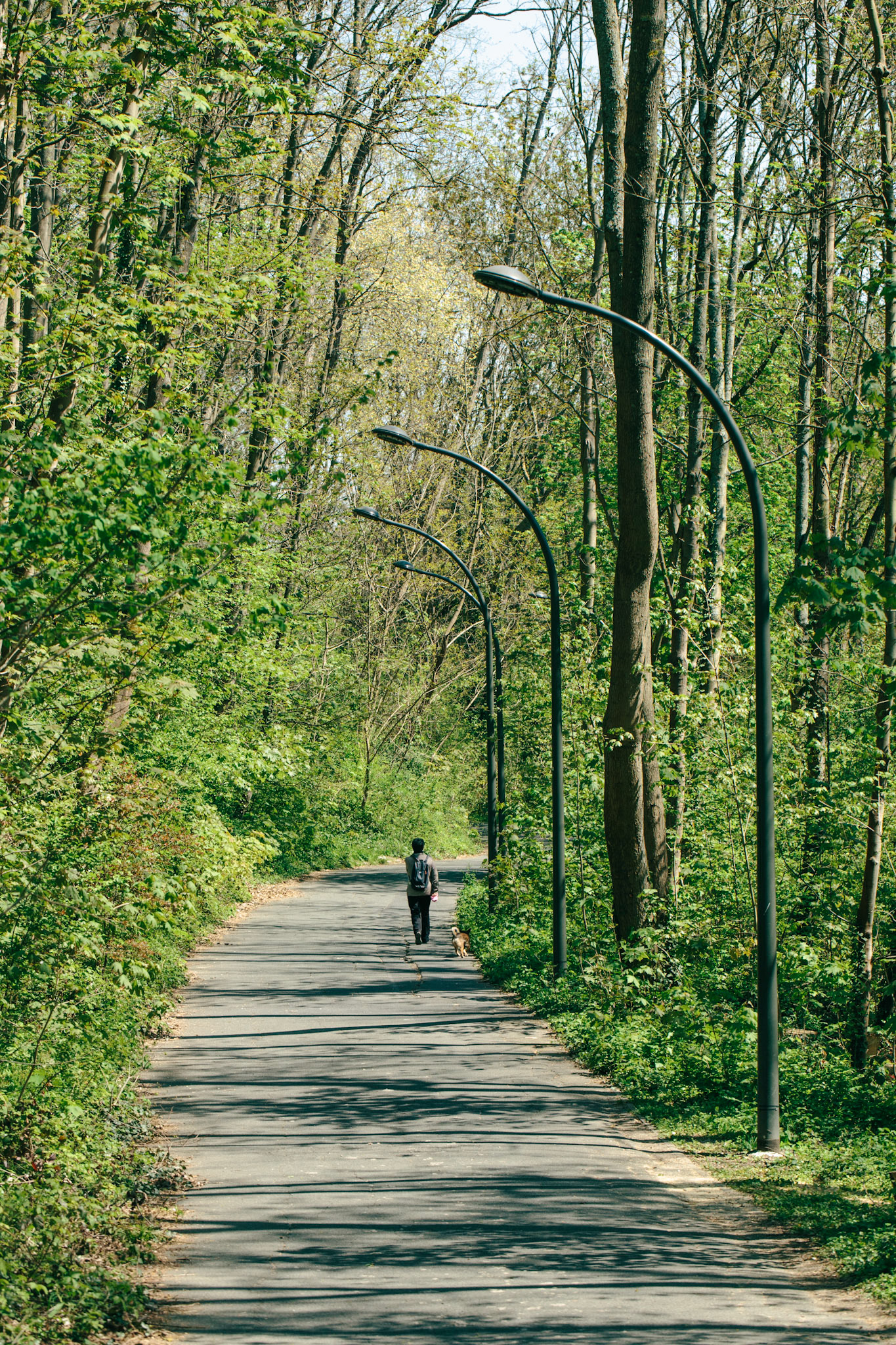 Pour aller à la passerelle du même nom, le passage Florimont serpente entre la ville et le canal de l’Ourcq à Tremblay. Des lampadaires s’y dressent, comme les vestiges d’une ville engloutie par la végétation.