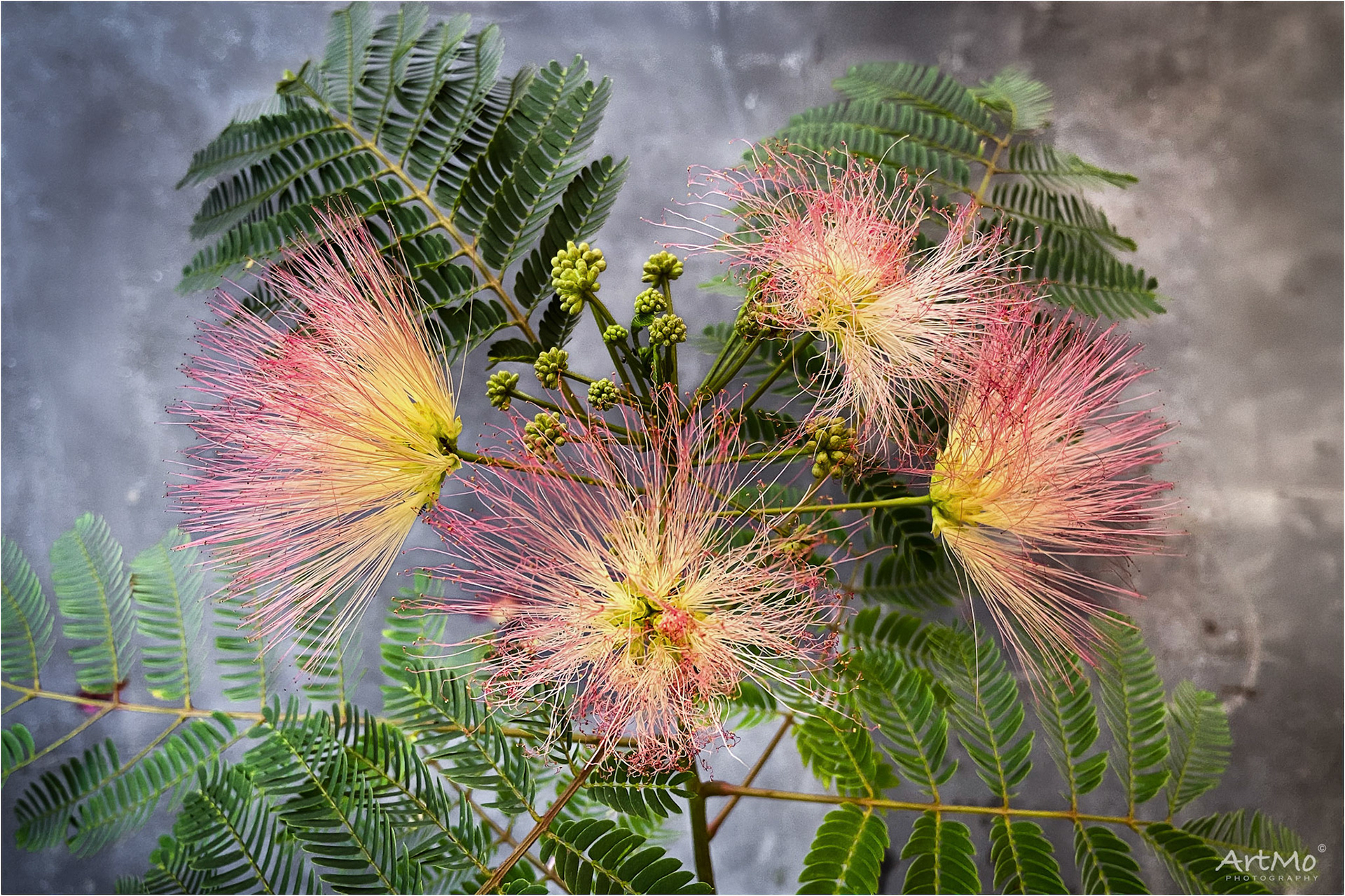 Albizia julibrissin 'Ombrella'