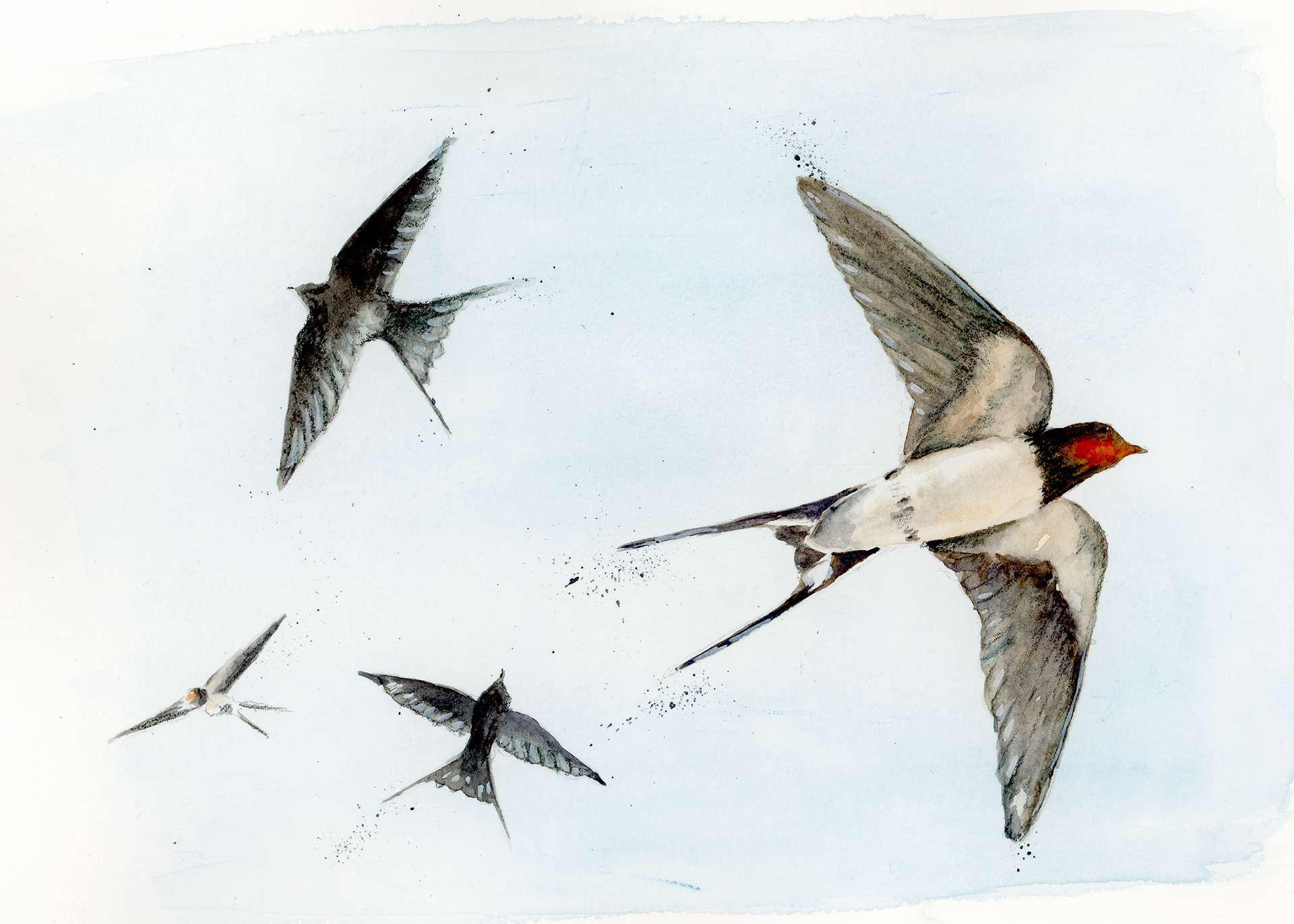 Learn how to capture flying Swallows at my Autumn Watercolour Workshop