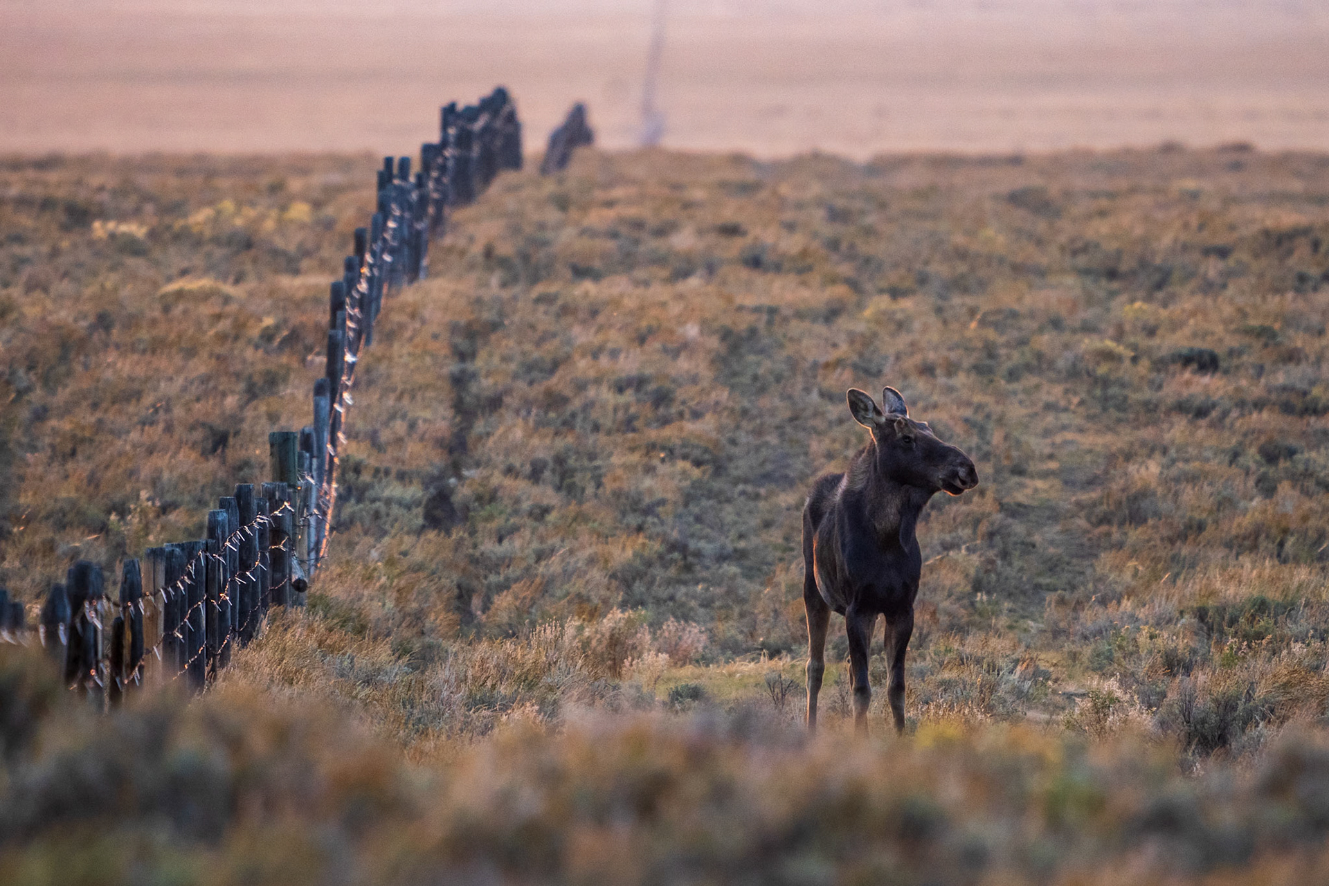 Young moose stuck in the cow pen