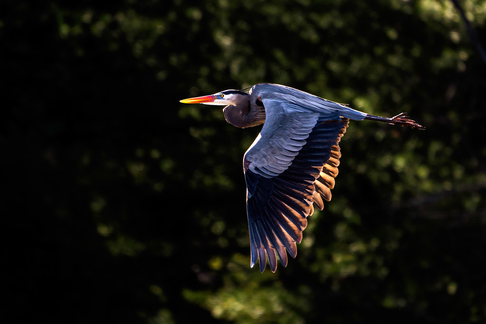 Great Blue Heron