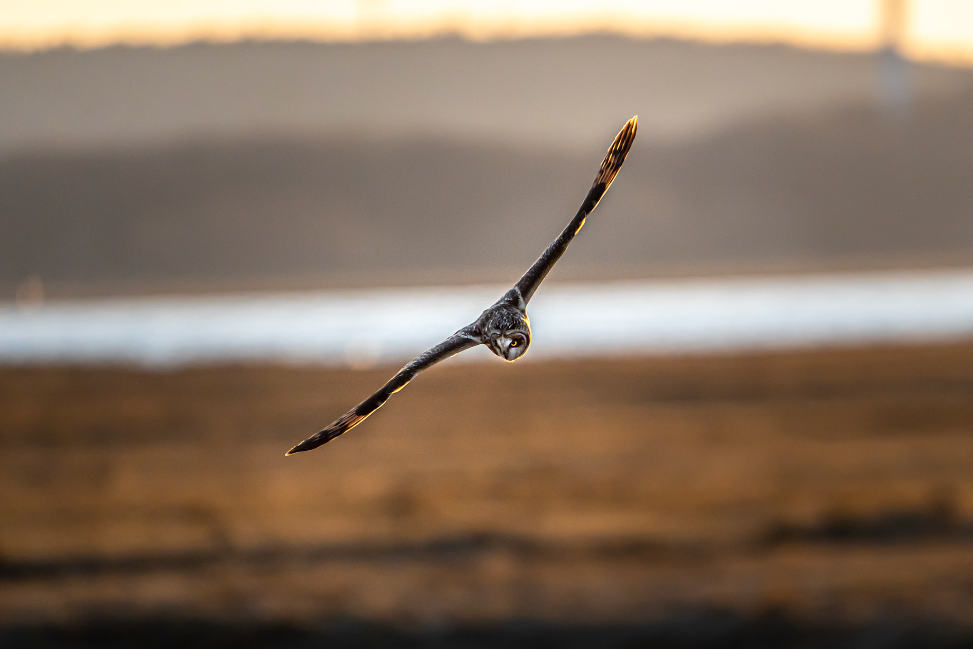 Short-Eared Owl Hunting