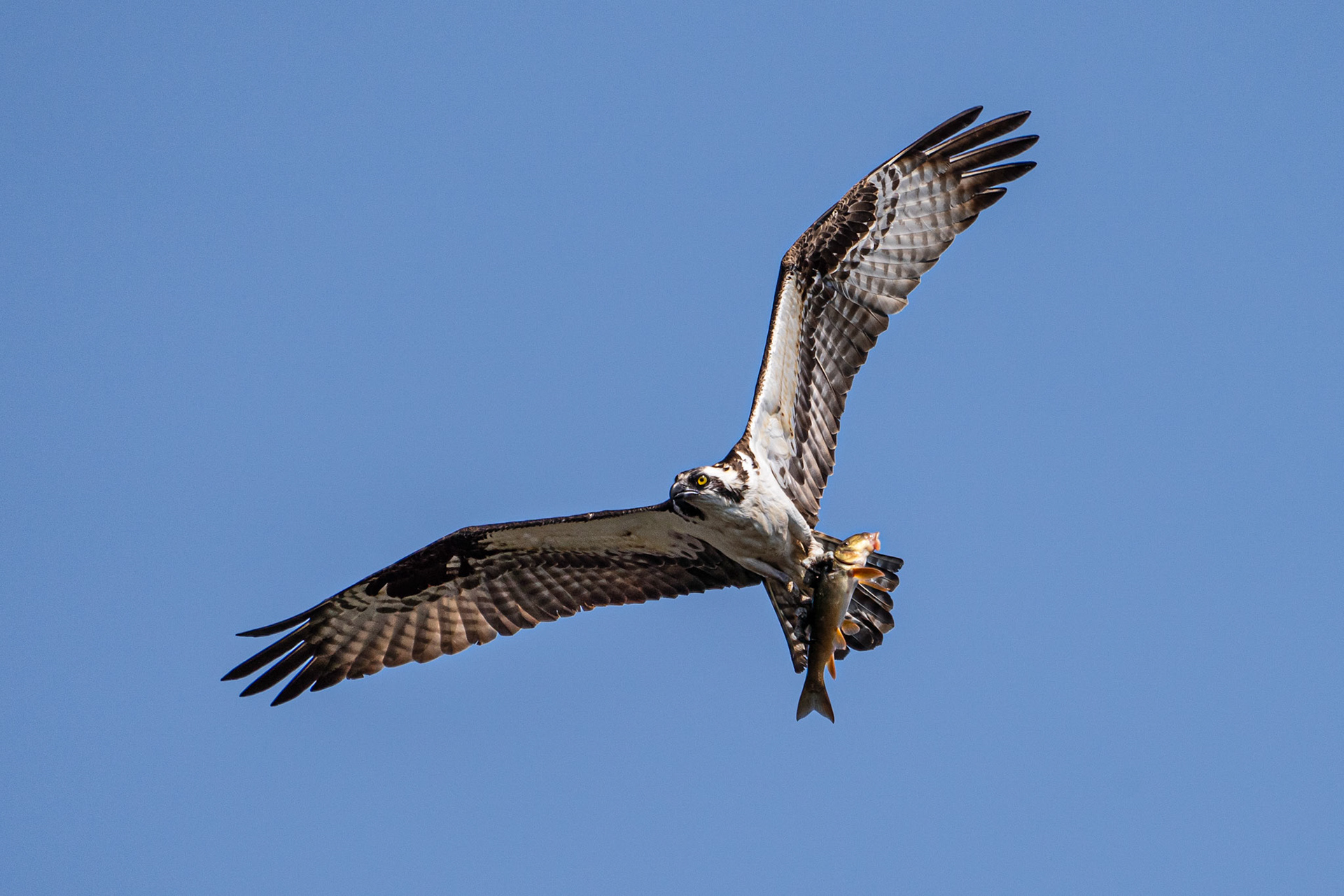 Osprey with Dinner