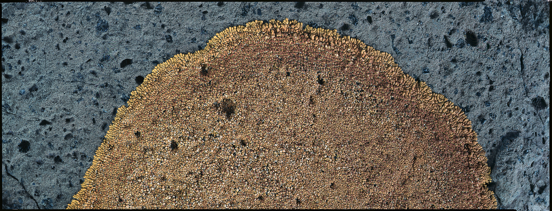 LICHENES _ 2017 _ neg. 20x25 cm _ dim. 190x80 cm