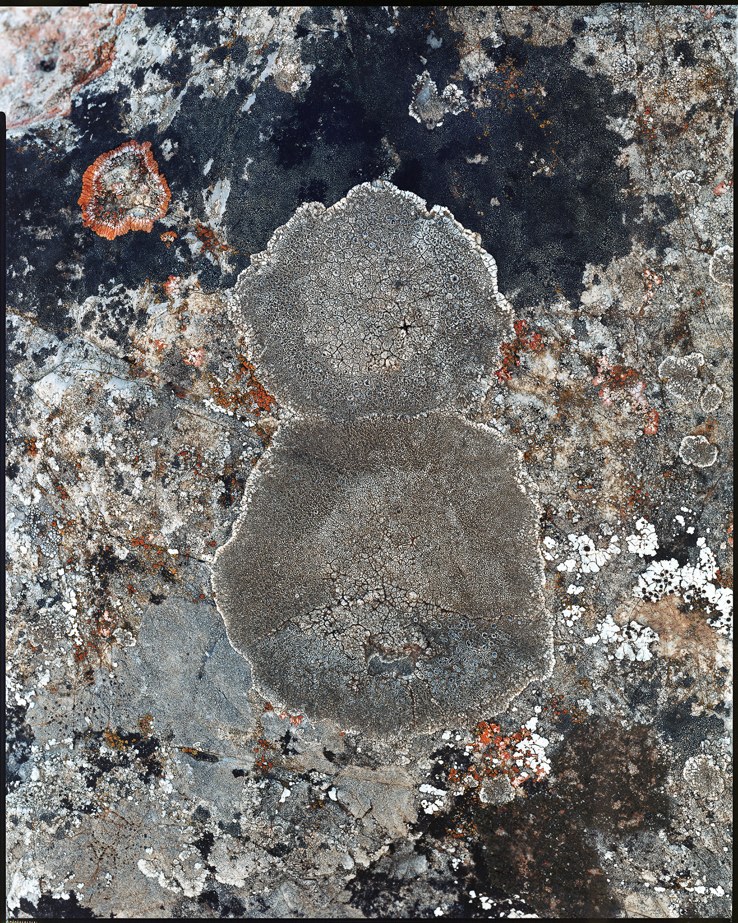 LICHENES _ 2015 _ neg. 20x25 cm _ dim. 150x120 cm