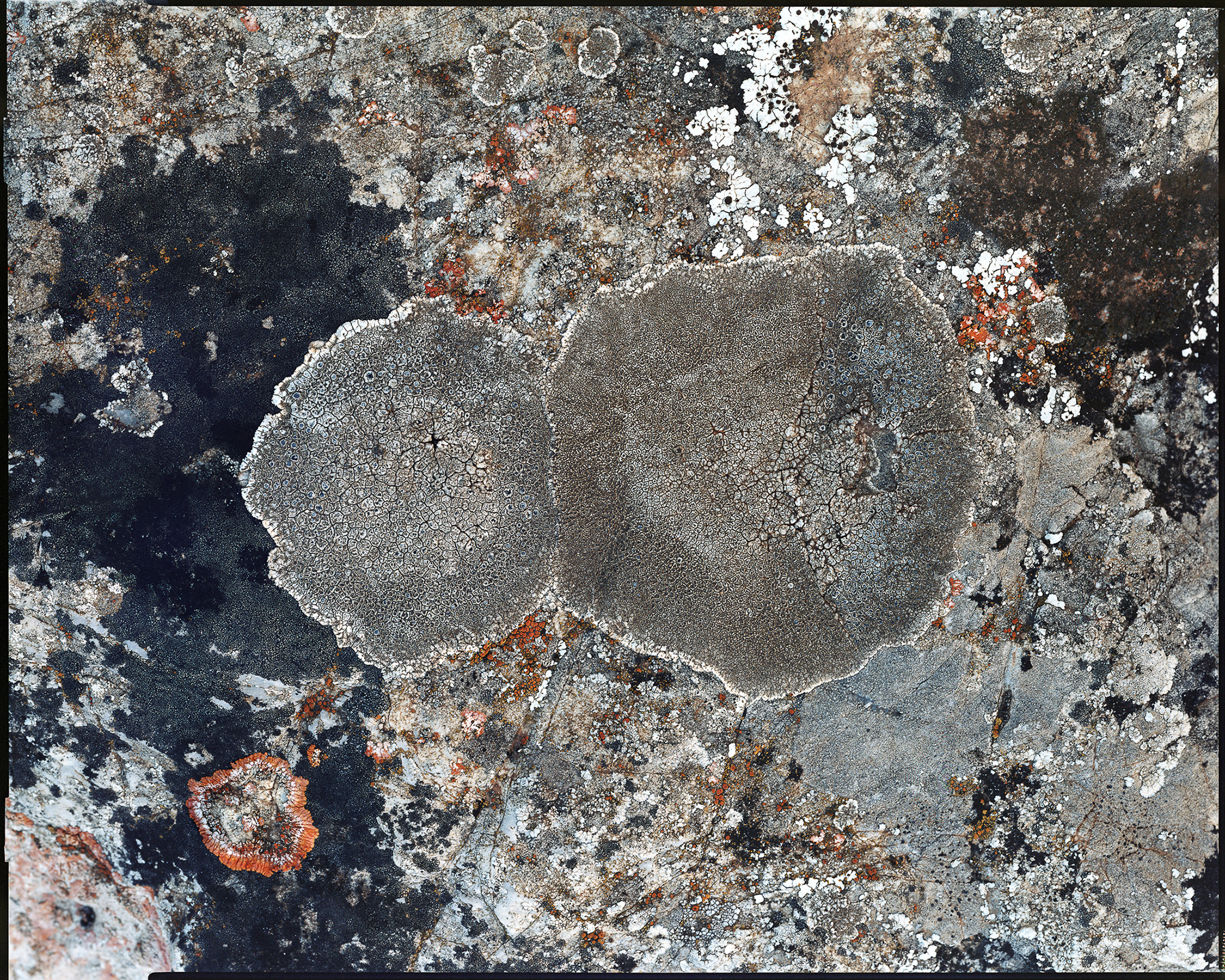 LICHENES _ 2015 _ neg. 20x25 cm _ dim. 150x120 cm
