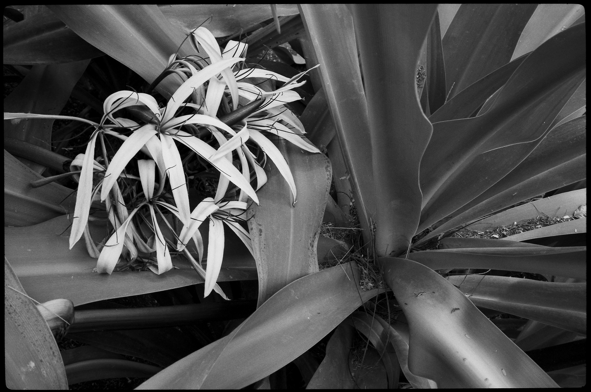 ANNOTAZIONI _ 2013 _ neg. B/W 35mm _ 40x30 cm