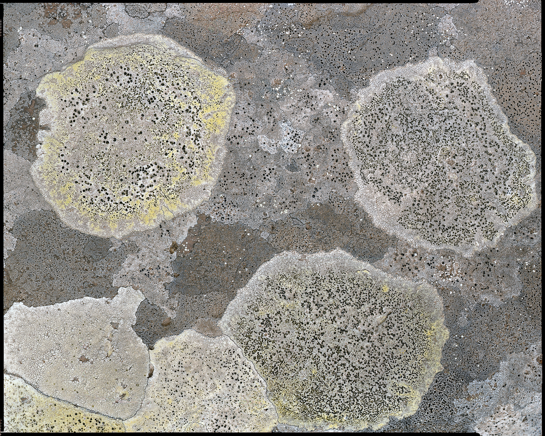 LICHENES _ 2016 _ neg. 20x25 cm _ dim. 190x150 cm
