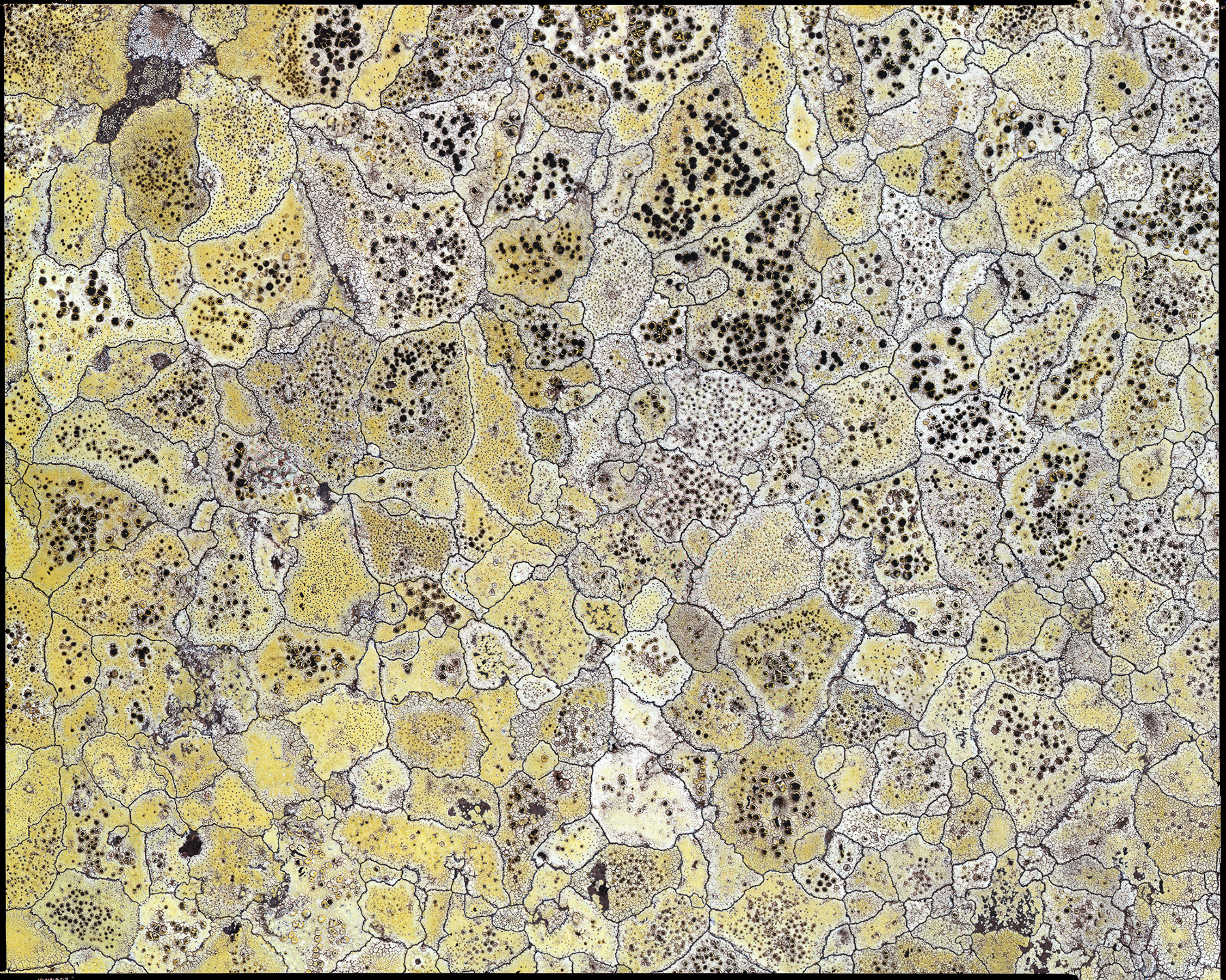 LICHENES _ 2016 _ neg. 20x25 _ dim. 190x150 cm
