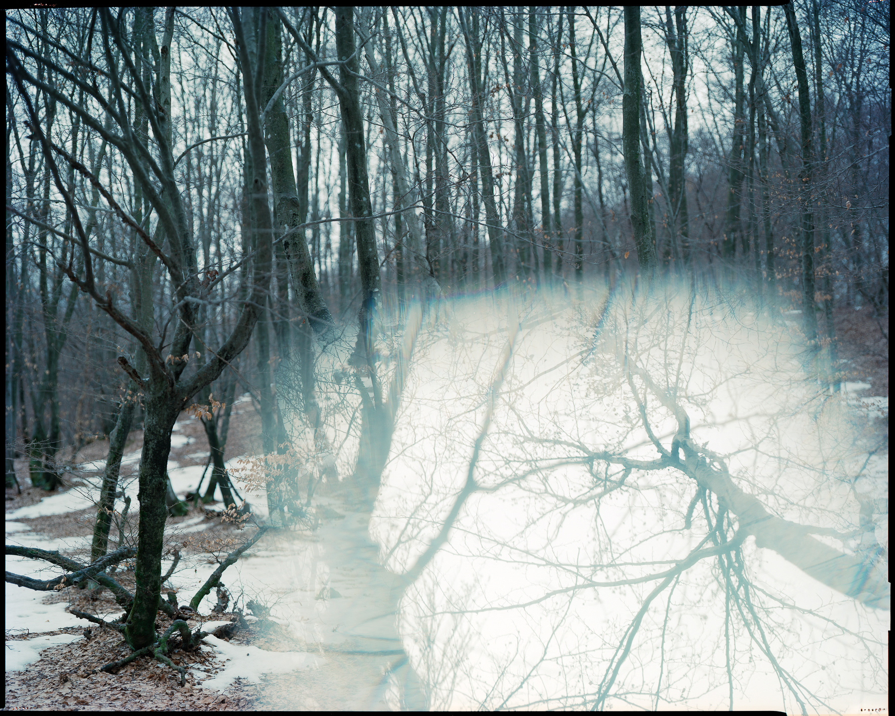 GHOST FOREST _ 2020 _neg. 20x25 cm _ dim. 150x120 cm