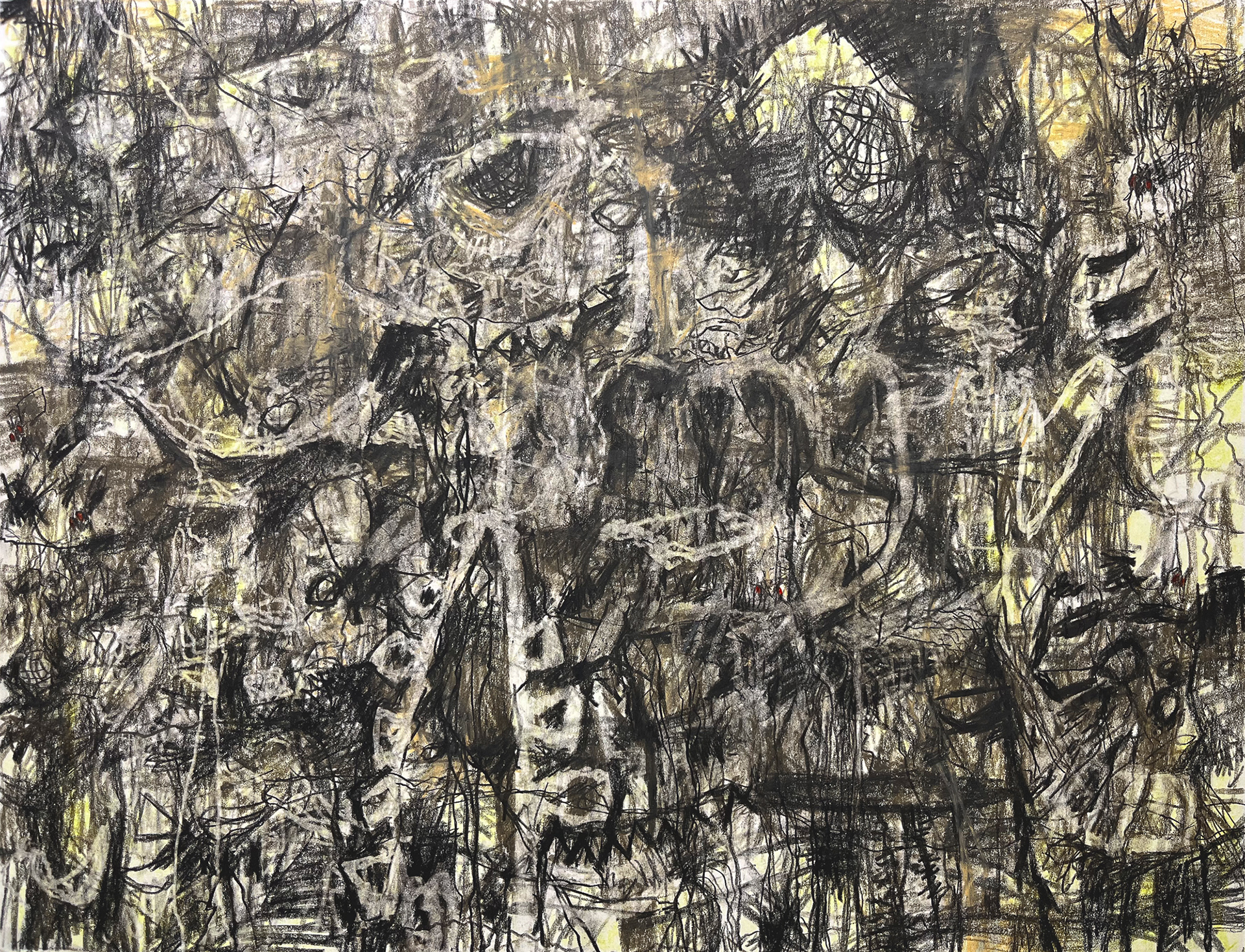 Fly Catcher - carbon pencil and color pencil on Bristol paper, 11 x 14 inches, 2024