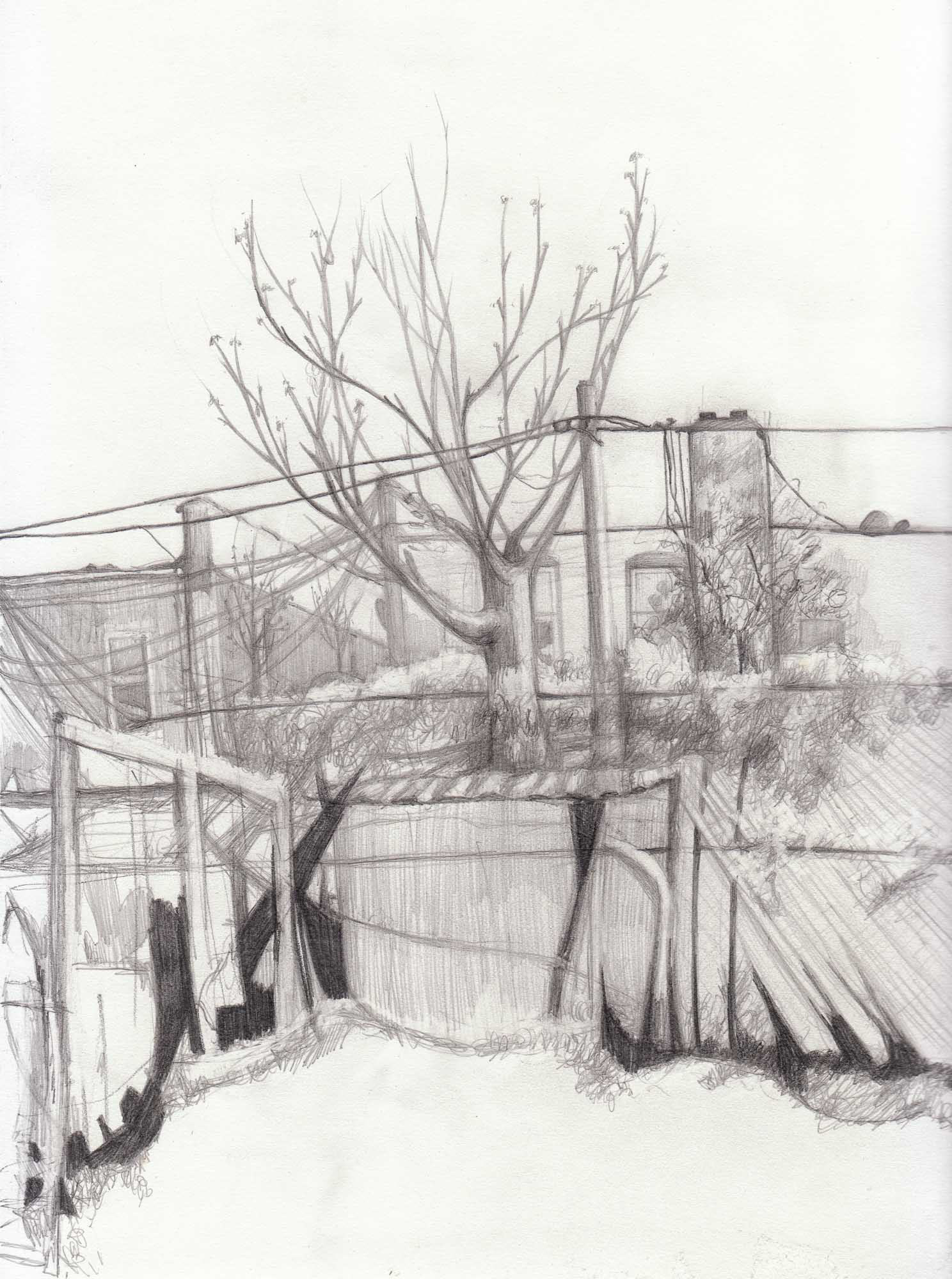 Hedge graphite on paper 11 5/8 x 8 3/4 inches 2012