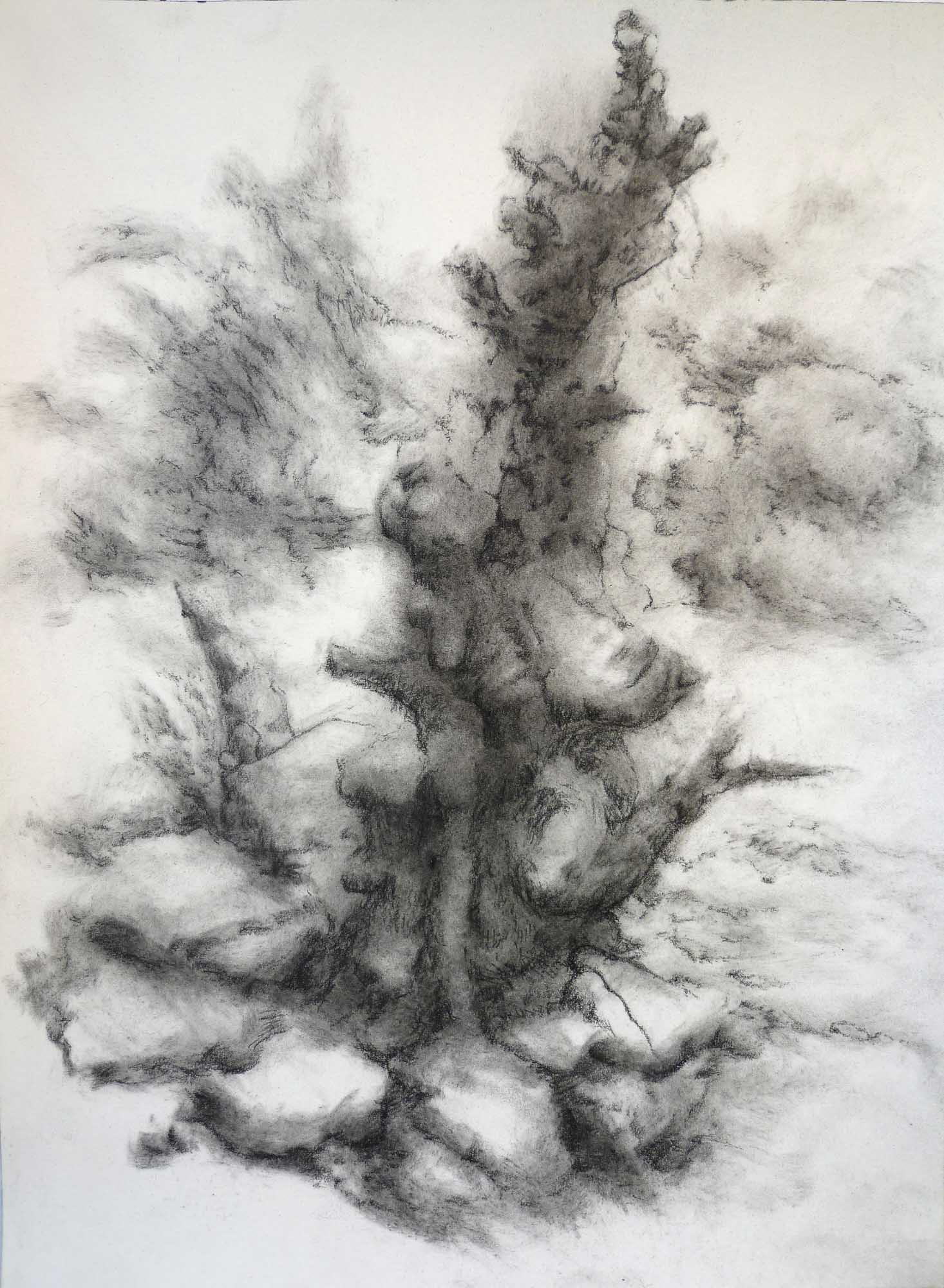 untitled charcoal on paper 12 x 9 inches 2010