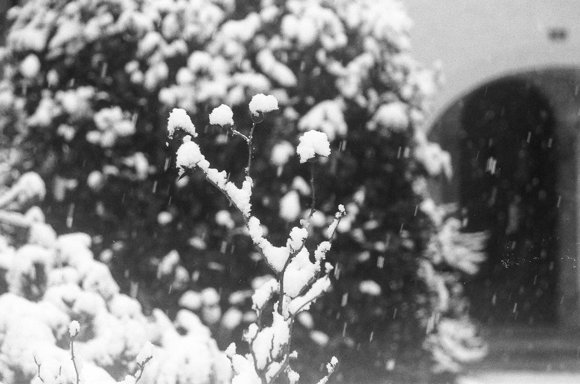 Pentax K1000