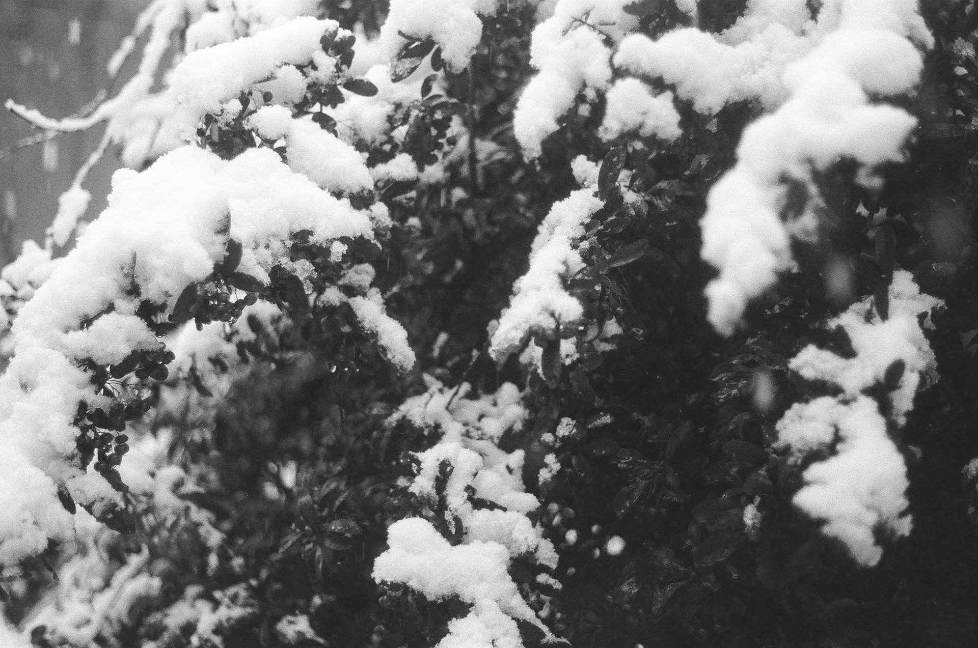 Pentax K1000