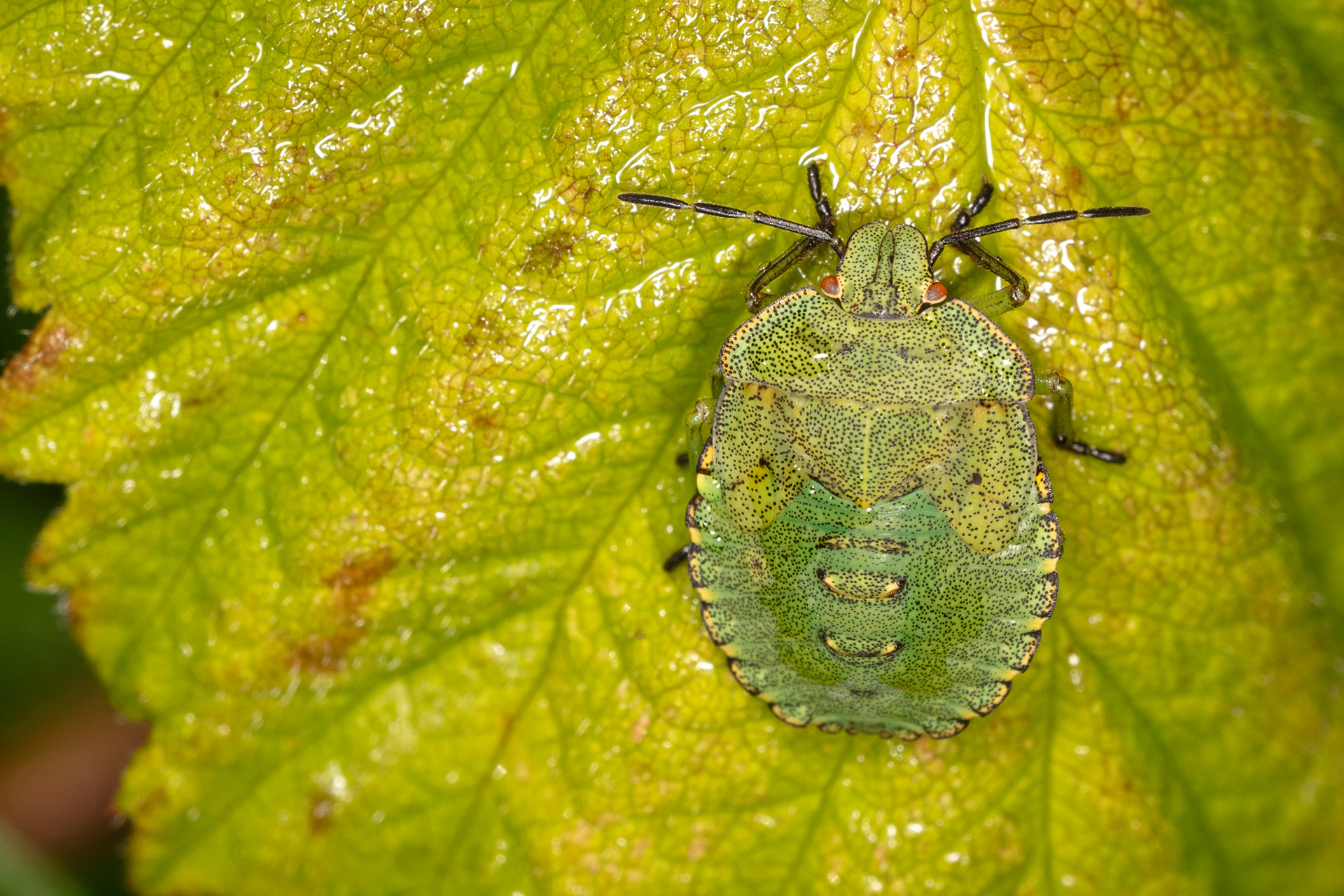 Green Shieldbug Nymph
