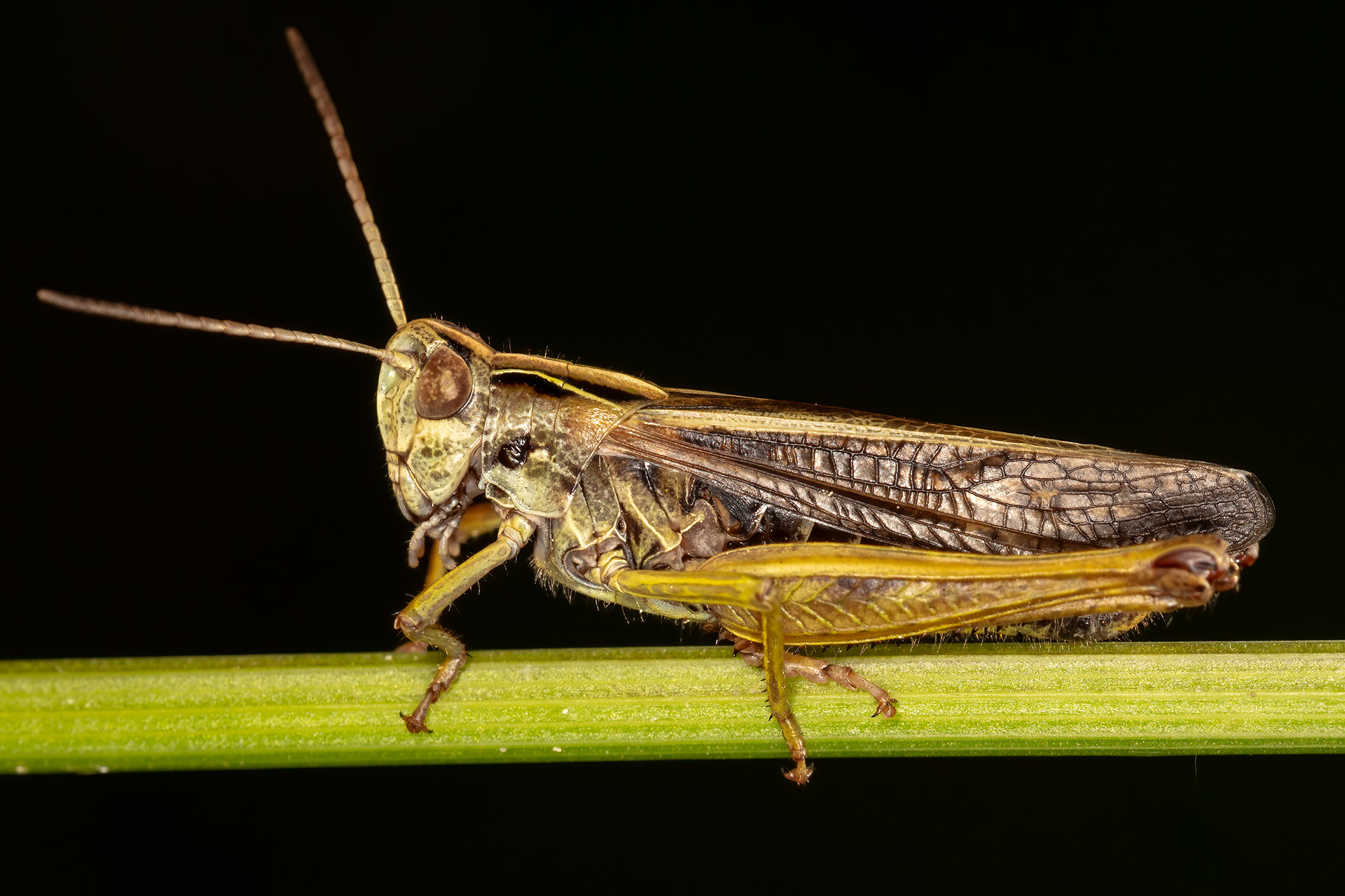Common Green Grasshopper