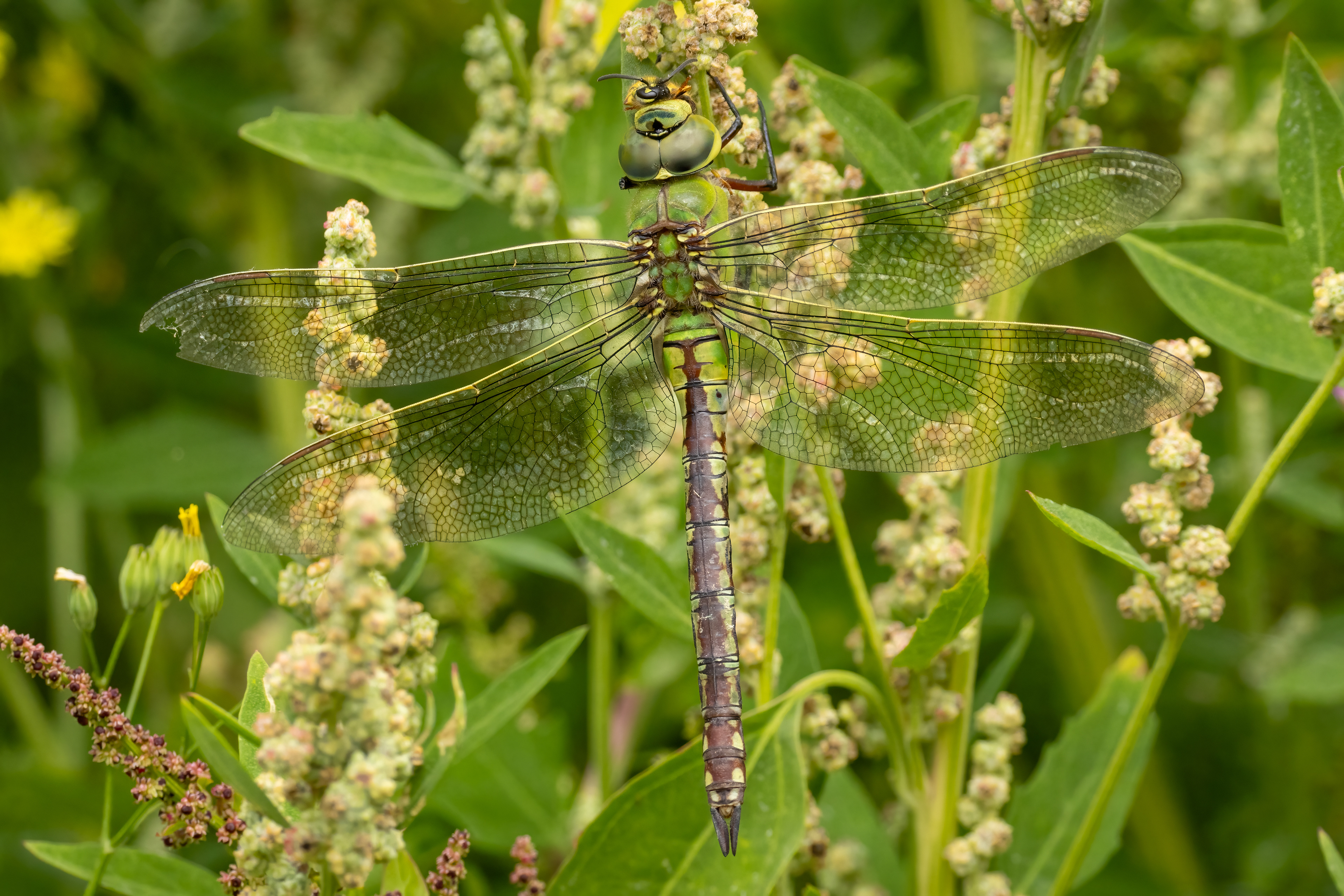 Emperor Dragonfly (female)