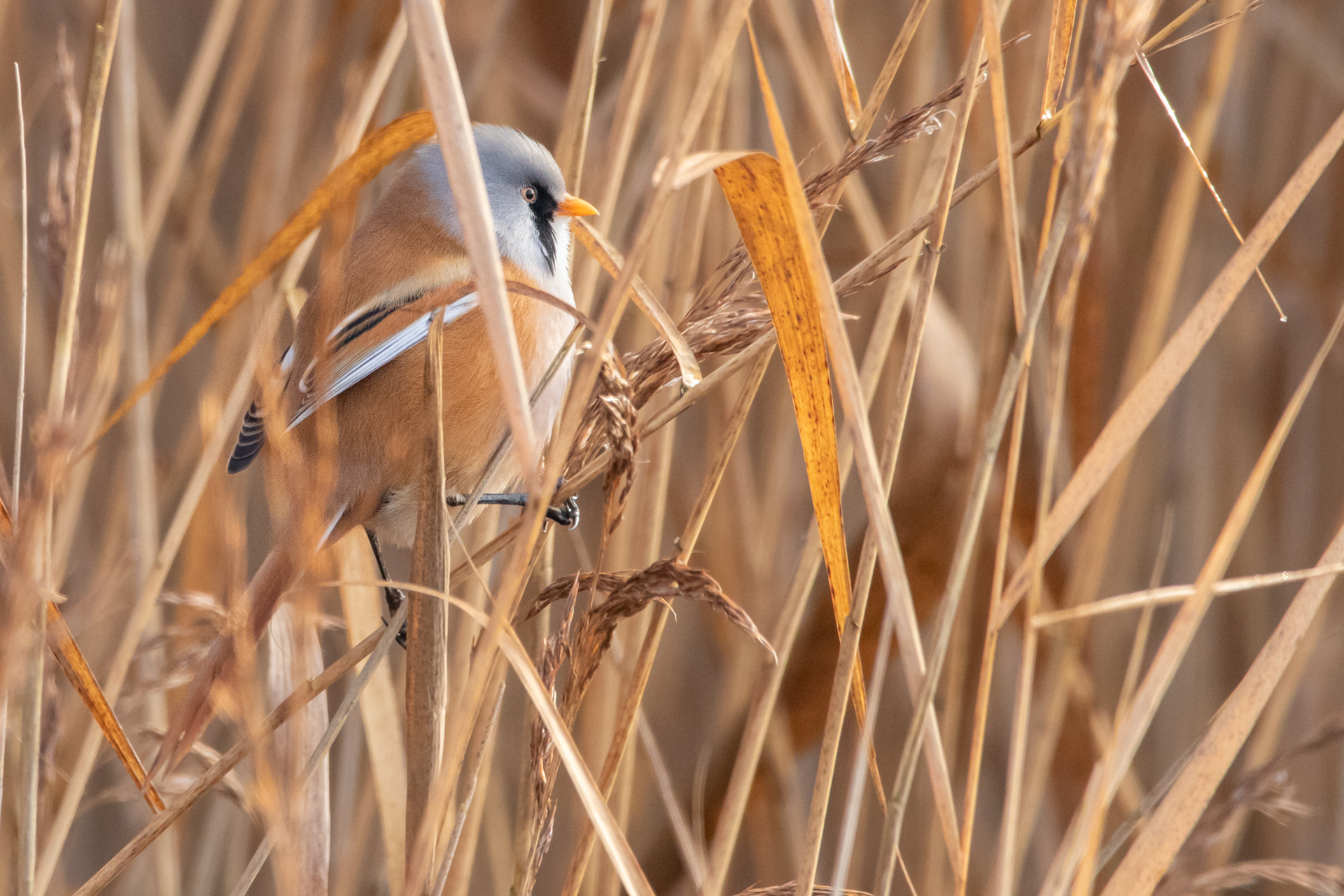 Bearded Reedling