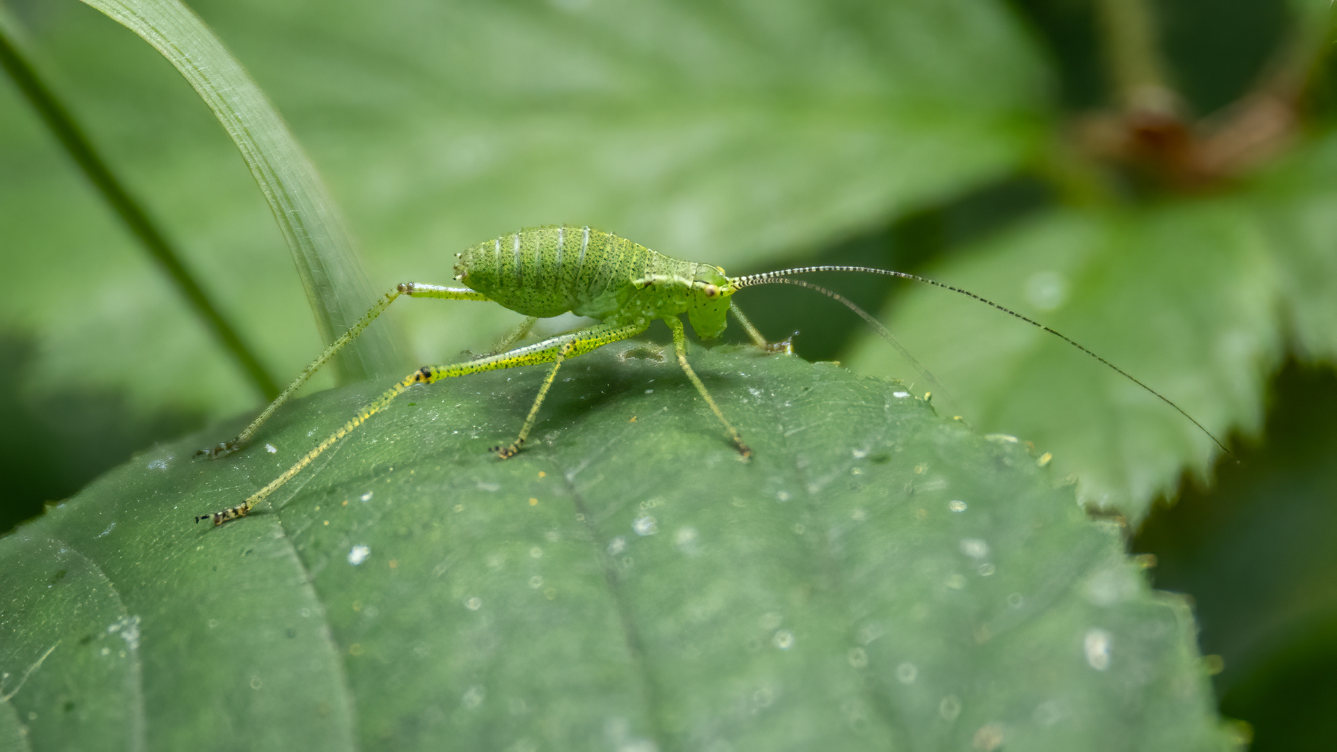 Speckled Bush Cricket