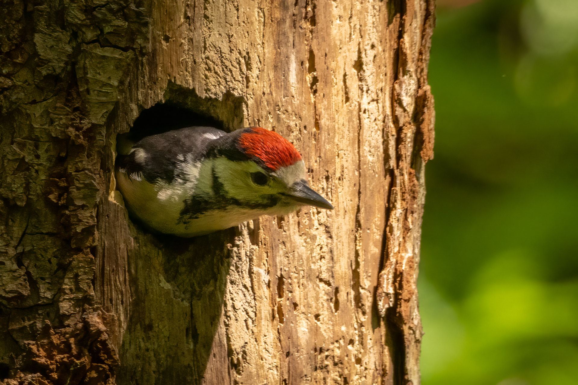 Great Spotted Woodpecker (juvenile)