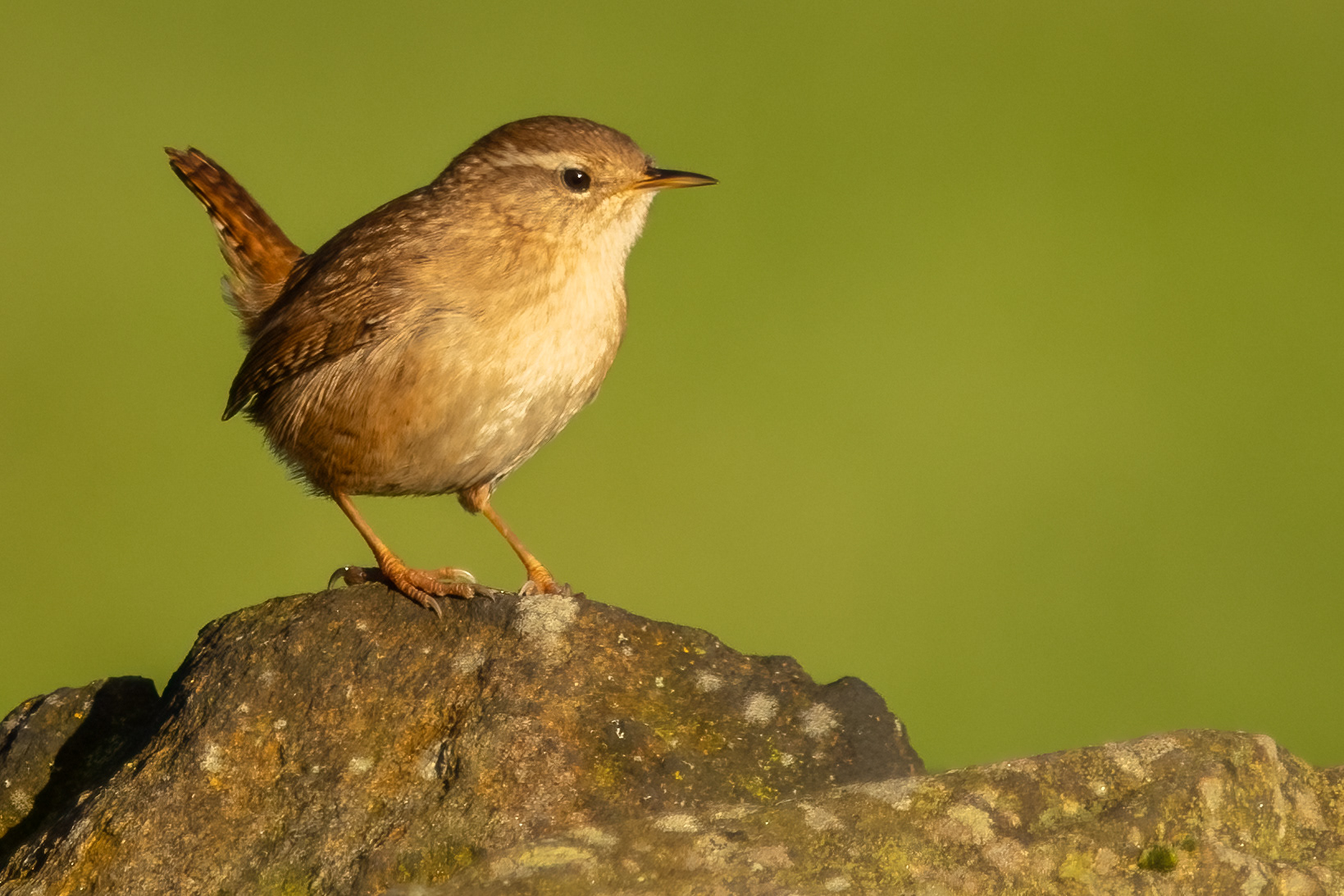 Wren