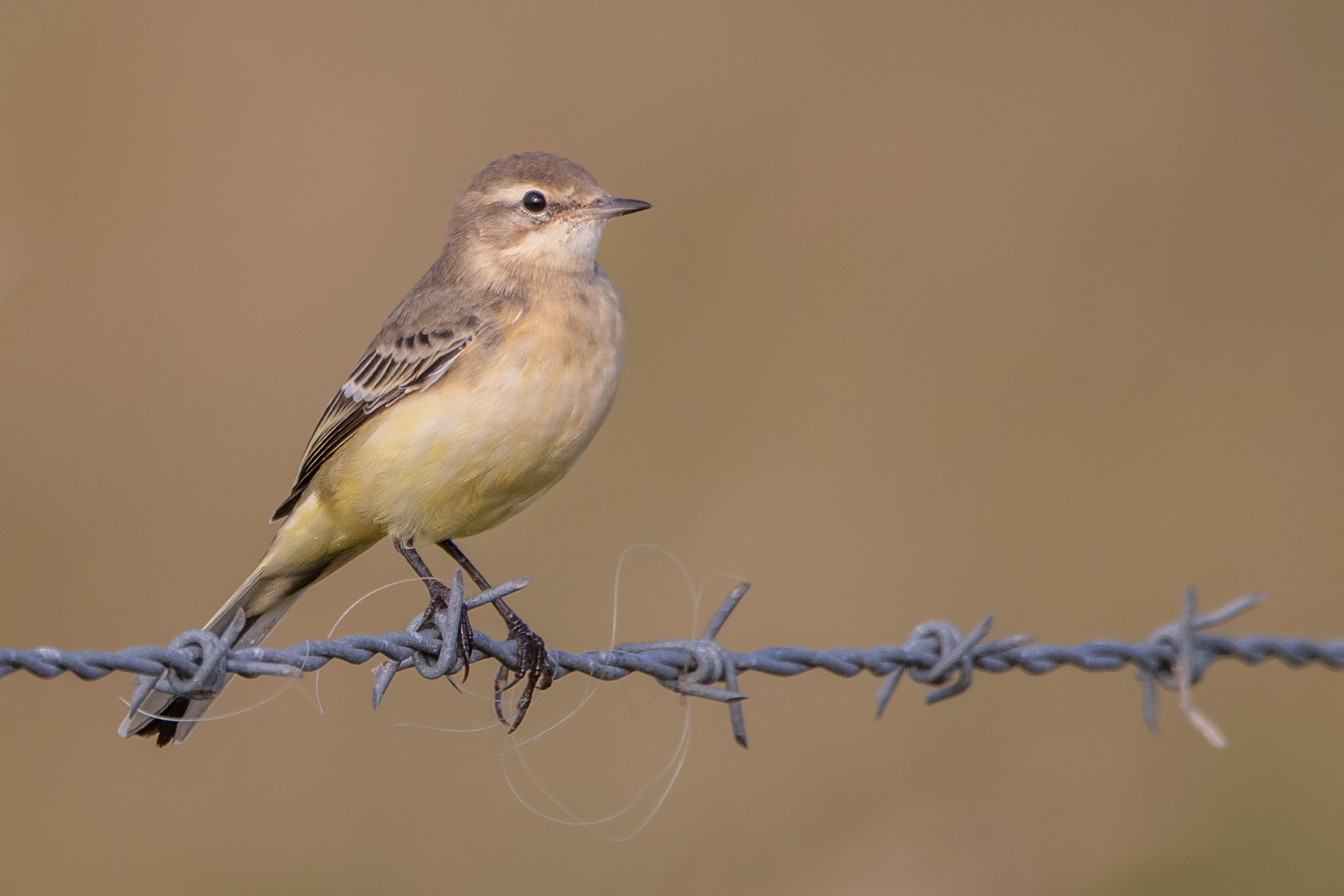 Grey wagtail (juvenile)