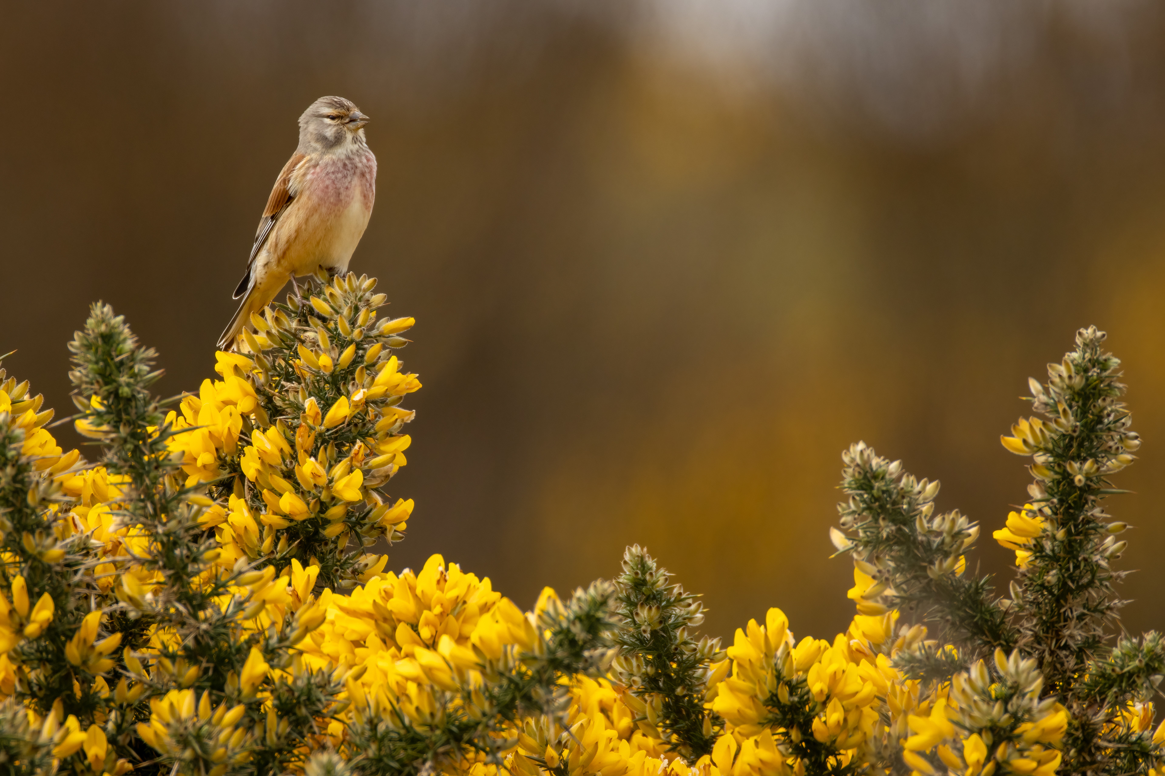 Linnet (male)