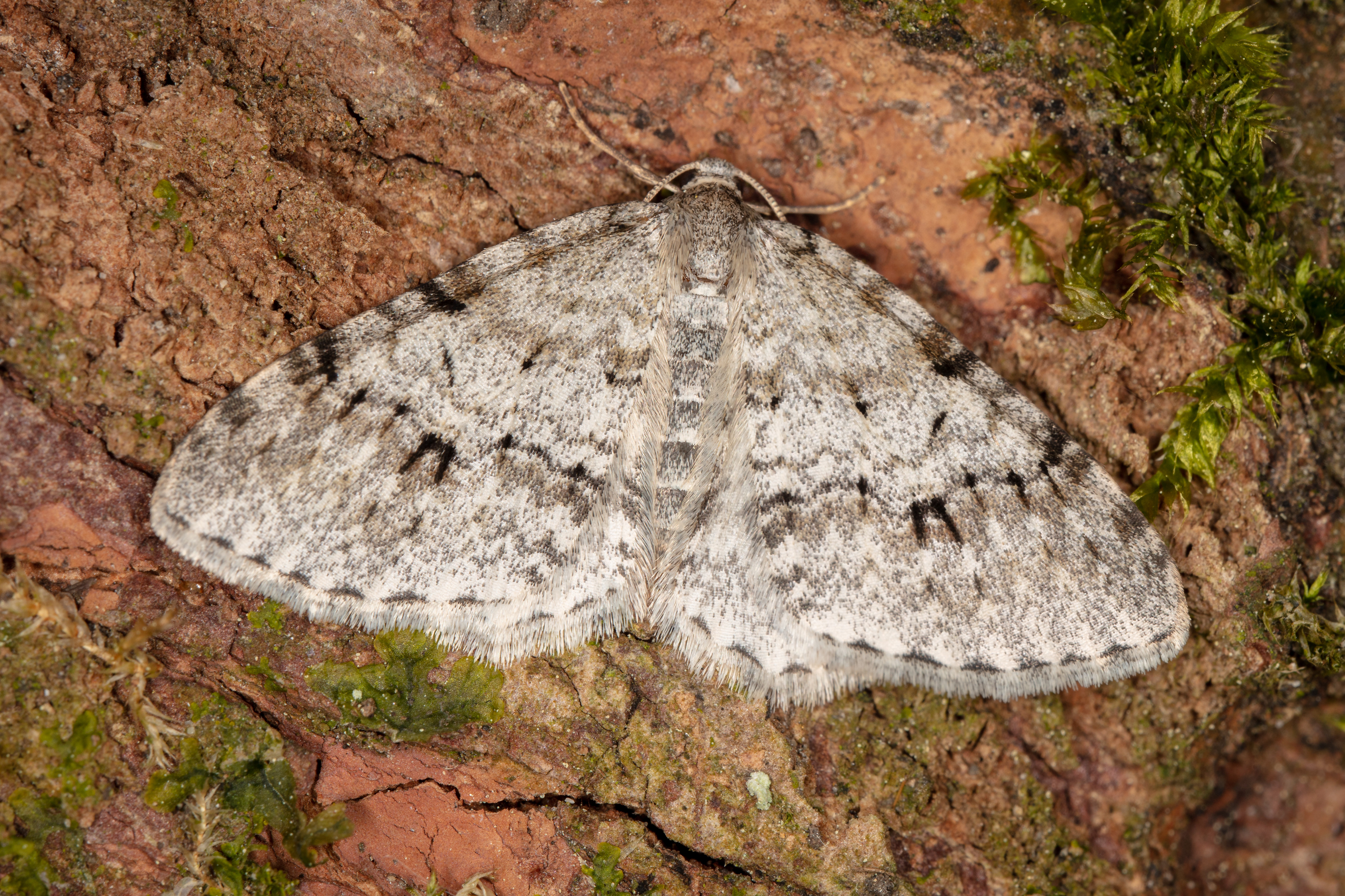 Welsh Wave Moth