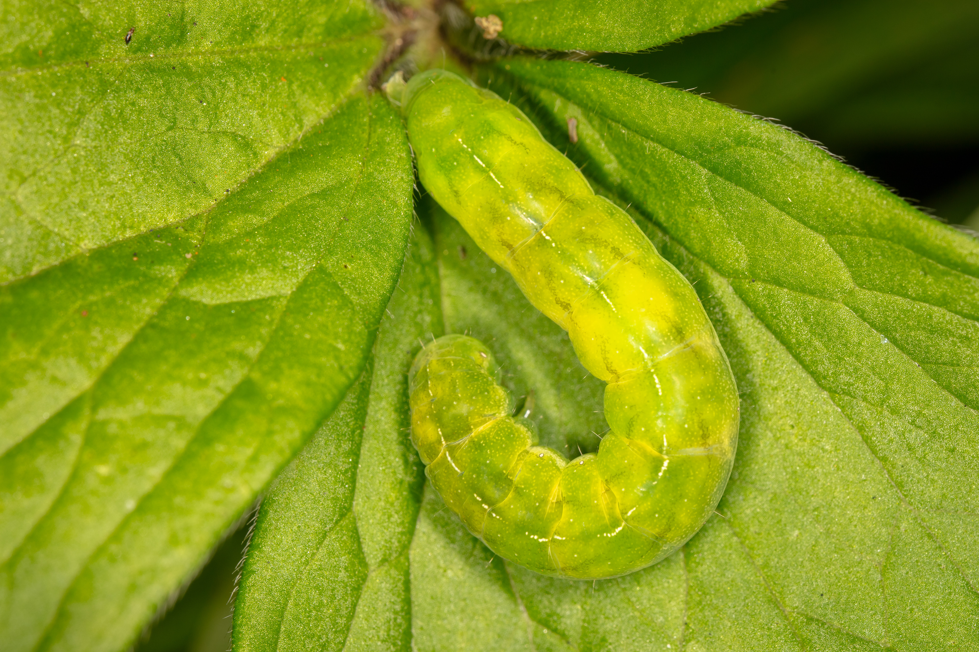 Angle Shades Moth Caterpillar