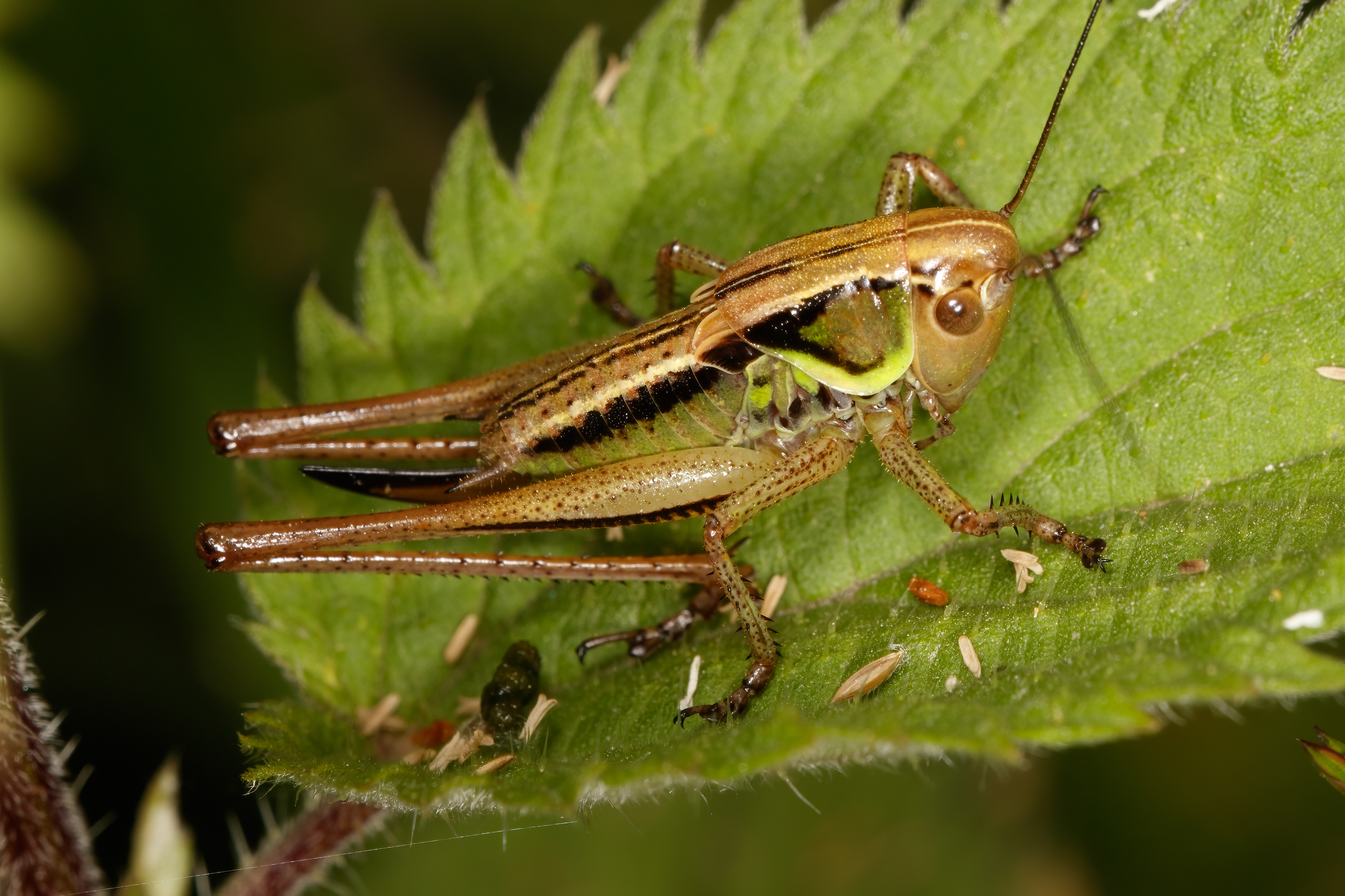 Roesel's Bush-cricket (nymph)