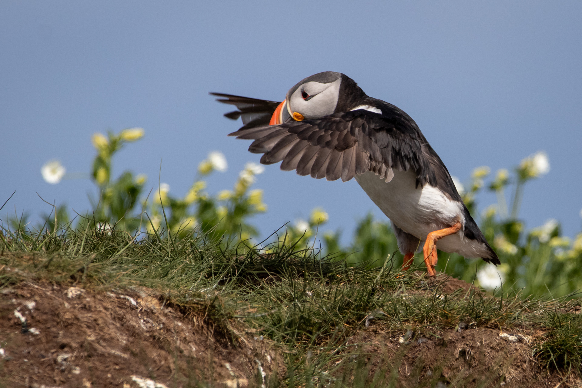Puffin