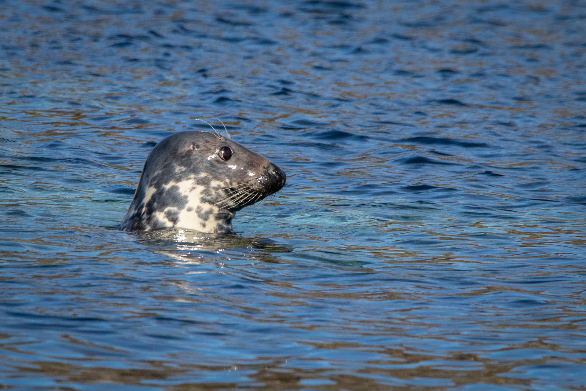 Grey Seal