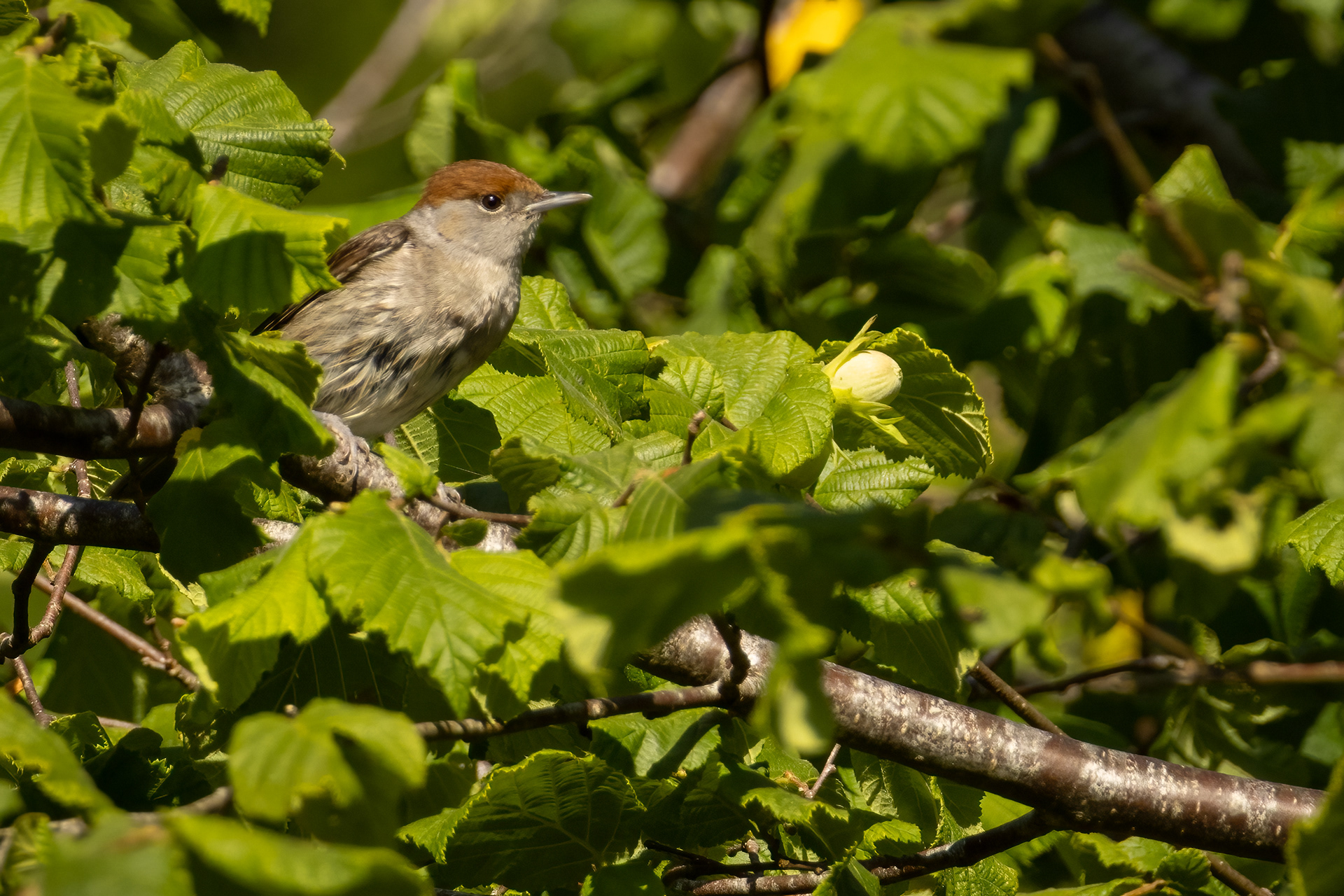 Blackcap (female)