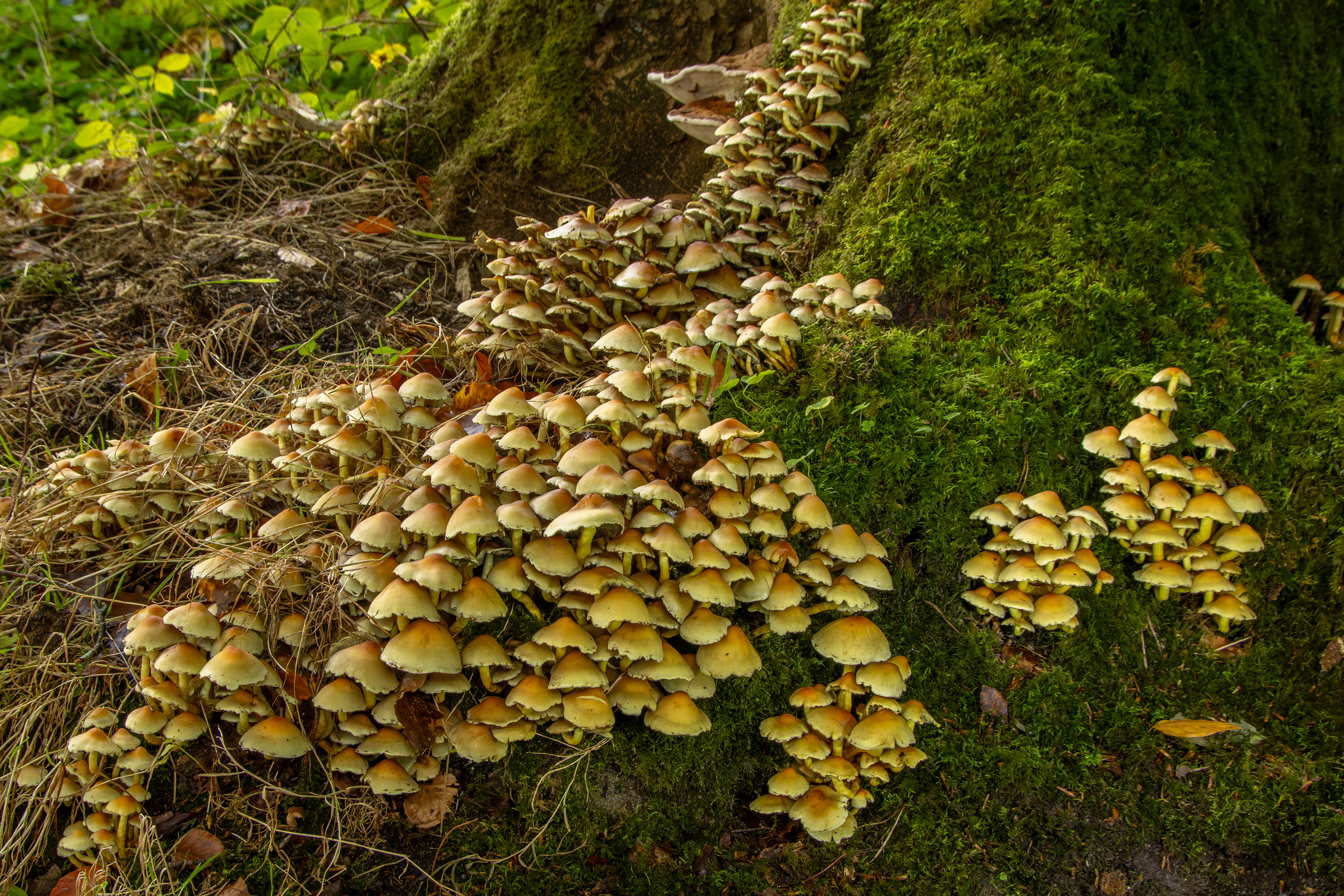 Sulphur Tuft