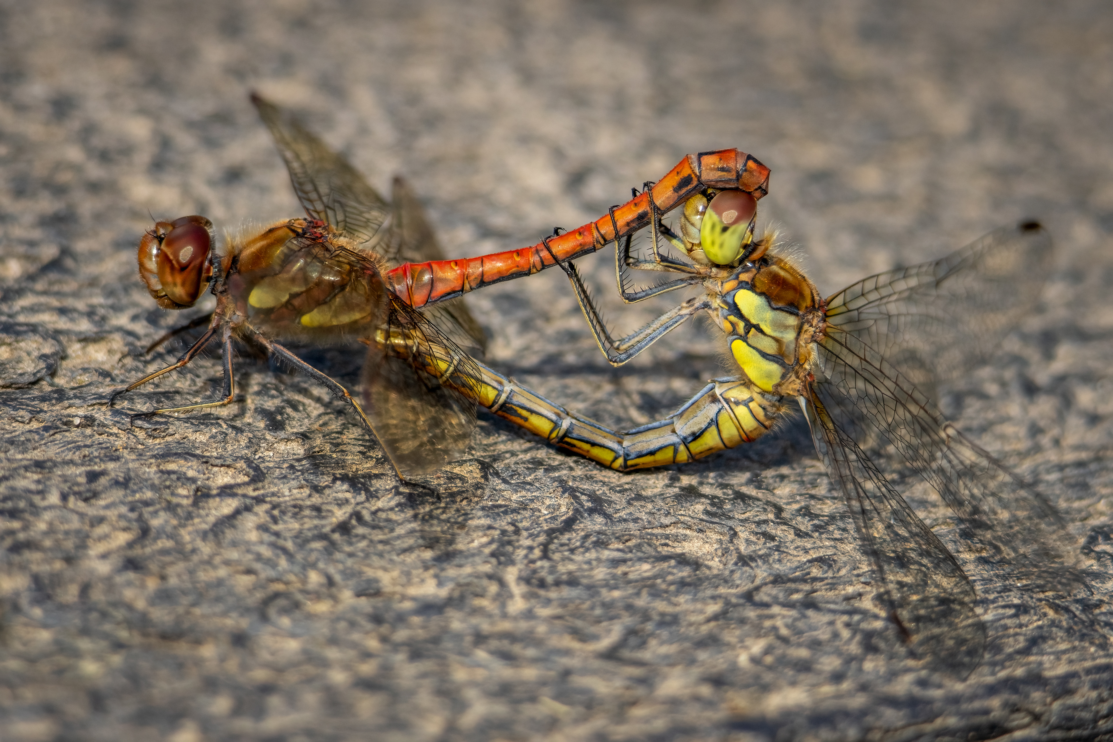 Common Darter Dragonflies (mating)