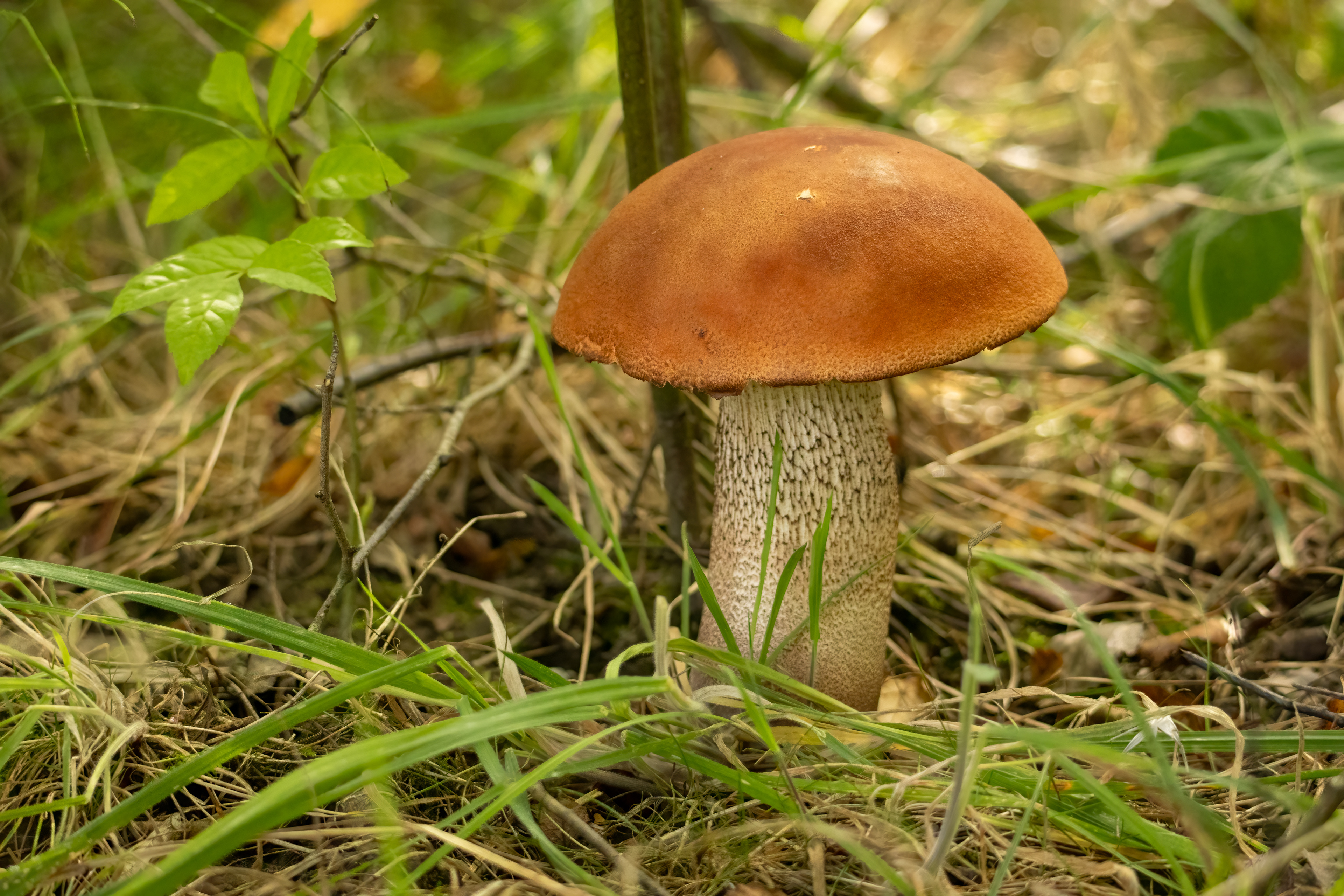 Orange Bolete